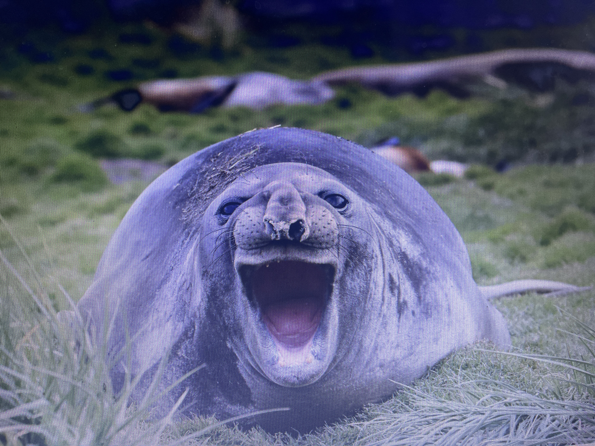 The image is a close-up shot of an elephant seal's face with its mouth wide open, revealing its pink interior. The seal is lying on a grassy area, with blades of grass in the foreground. The background is blurred and appears to be a natural outdoor environment with some other seals lying down in the distance. The seal's fur is a grayish-blue color, and it has dark eyes and whiskers. There is some dirt or sand on its head. The overall impression is a moment of vocalization or yawning. The image does not contain any information about the city of Stary Oskol, Russia.