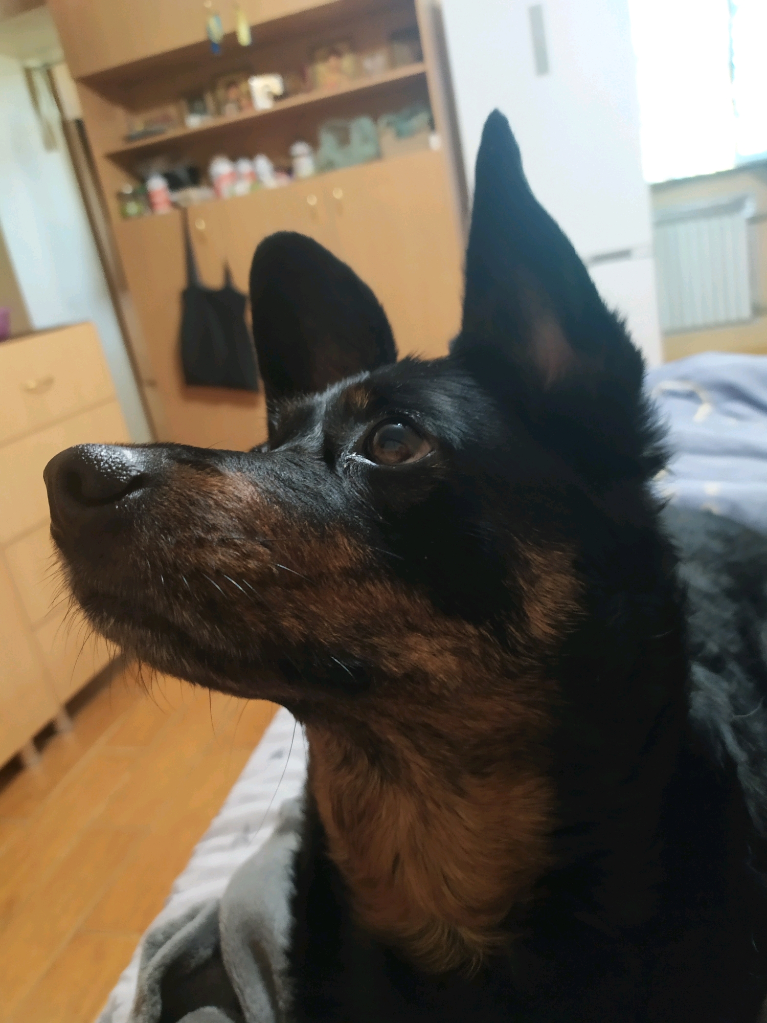 The image shows a close-up profile of a black and tan dog's head, facing left, indoors. The dog has pointed ears, a wet black nose, and its eye is looking upwards. The background is slightly out of focus, revealing shelves filled with items and wooden furniture, suggesting a residential setting. The floor appears to be wood, and part of a grey blanket is visible in the foreground. The image is a personal photograph, likely taken in a home environment. There is no information within the image to indicate the location in Mykolaiv, Ukraine.