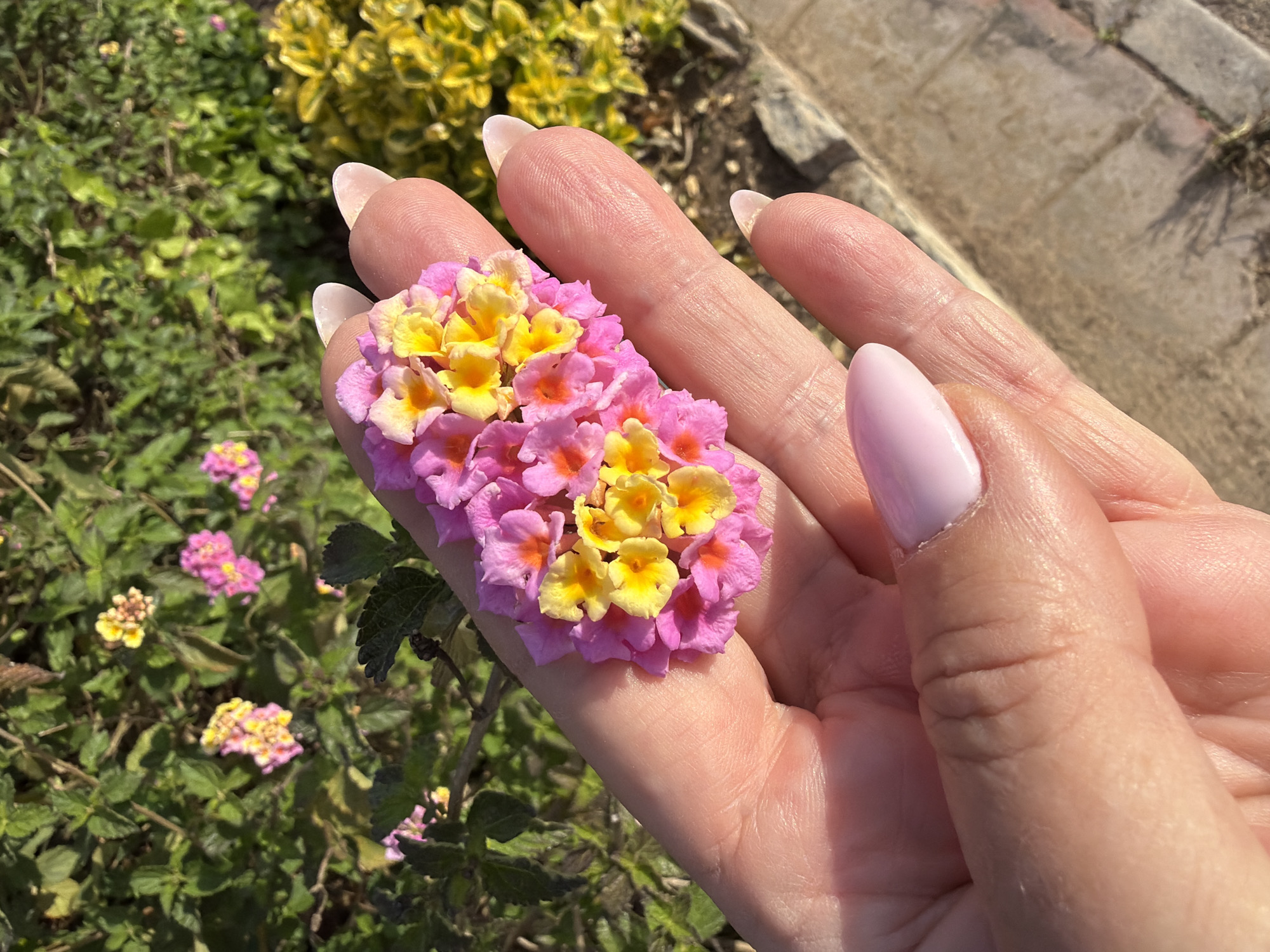 The image depicts a person's open hand holding a cluster of Lantana flowers with pink and yellow petals. The background shows green foliage and a section of a paved path. In the distance, there are yellow flowers.
While the prompt mentioned Mont-roig del Camp, Spain, the image itself does not provide verifiable information about the specific location. Therefore, it is impossible to confirm the location definitively based on the visual evidence.