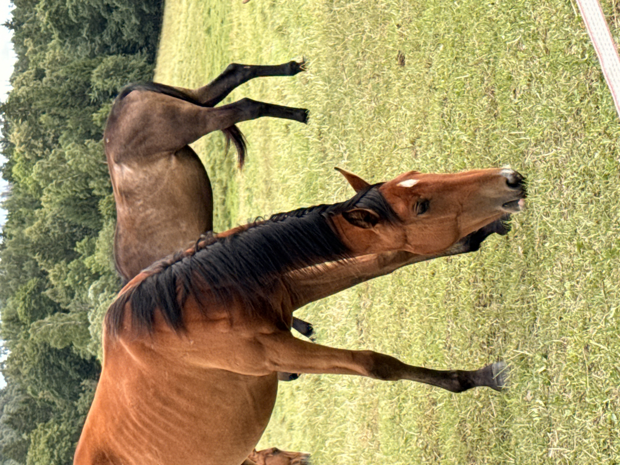 Two horses are in a grassy field with a treeline in the background. The horse in the foreground is a chestnut color with a black mane and is grazing. The horse in the background is a darker brown color and is also in a field. The image was taken in Galinė, Lithuania.