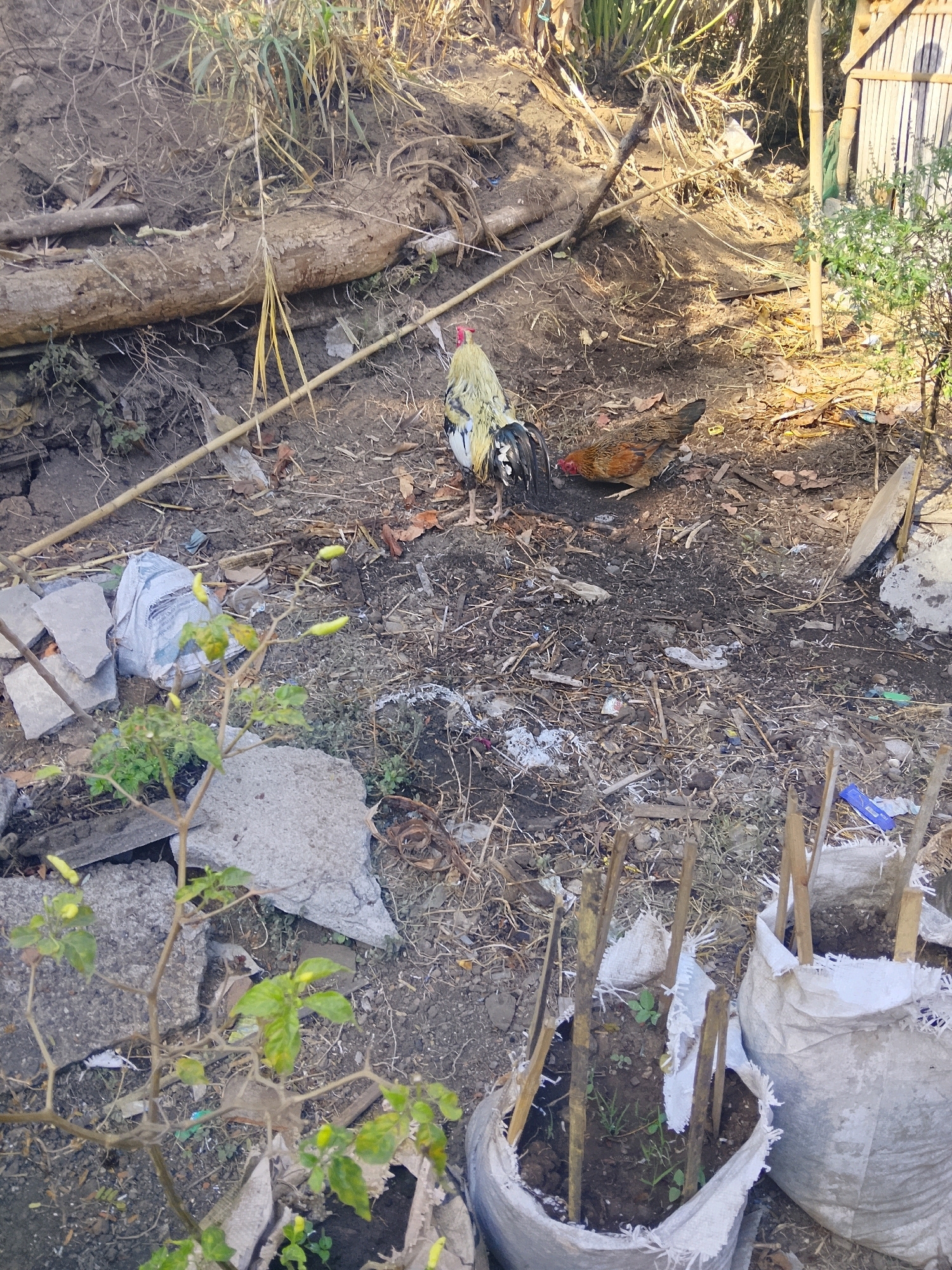 The image shows a rural or semi-rural outdoor scene. In the center of the frame, two chickens are present: a rooster with white and black feathers and a red comb, and a hen with brown and black plumage. The ground is covered with dry soil, scattered leaves, twigs, and some debris, including plastic bags and rocks. In the foreground, a small plant with green leaves and yellow peppers is visible. To the right, two large white sacks filled with soil and supported by wooden stakes are situated. In the background, a wooden structure, possibly part of a building or fence, is partially visible, along with dense vegetation. The overall impression is one of a somewhat unkempt outdoor area.