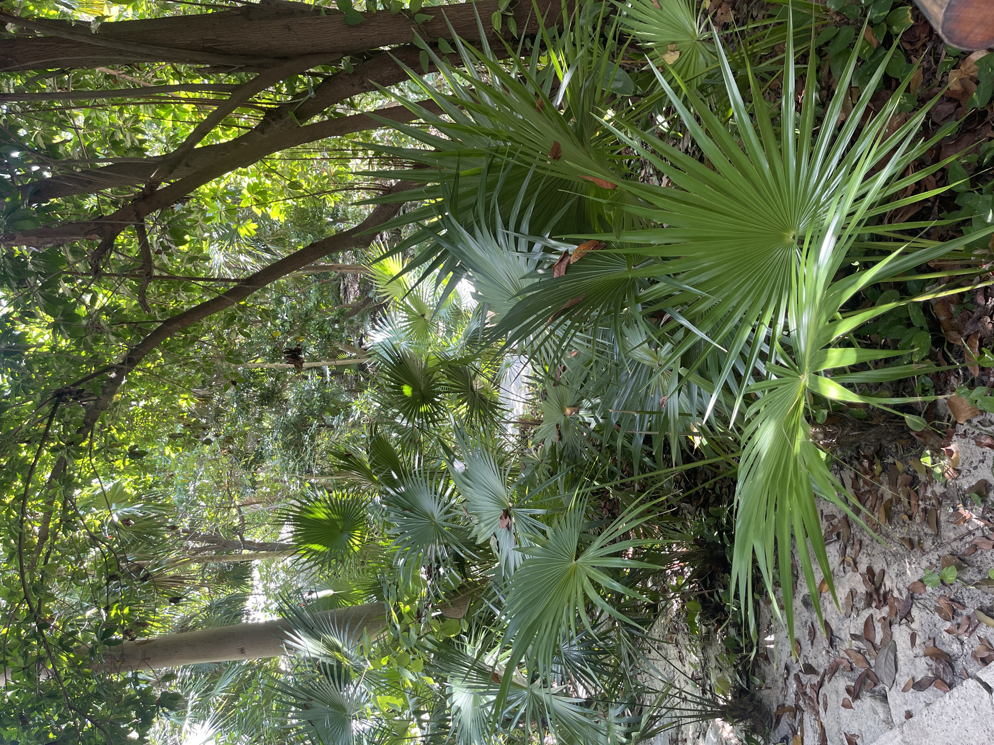 The image depicts a lush, green scene of foliage and trees in Playa del Carmen, Mexico. The primary subjects are various palm trees with large, fan-shaped leaves, densely packed together. Sunlight filters through the canopy, creating dappled light on the leaves and ground. The ground appears to be covered in leaves and debris. Some tree trunks are visible amidst the foliage.