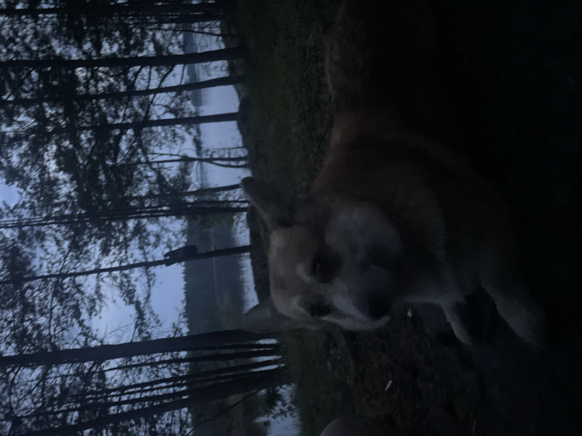 The image depicts a low-light outdoor scene in Boitsovo, Russia, consistent with twilight or predawn conditions. The primary subject is a domestic dog, appearing to be a Corgi or similar breed with light brown and white fur, positioned in the lower-left foreground. The dog is lying or resting on dark ground cover, with its head turned to face the camera. Its facial features are partially obscured by shadow and a slight blur.
The environment comprises a dense stand of dark, silhouetted coniferous trees extending from the foreground through the midground, bordering a body of water. The water, likely a lake or wide river, occupies the midground and reflects the pale ambient light from the sky, appearing as a lighter horizontal band. A distant treeline is visible on the far side of the water. The sky above the horizon is a dull blue-grey. The overall lighting is dim, creating a dark, underexposed impression of the natural landscape. No other sentient beings or explicit actions are discernible.