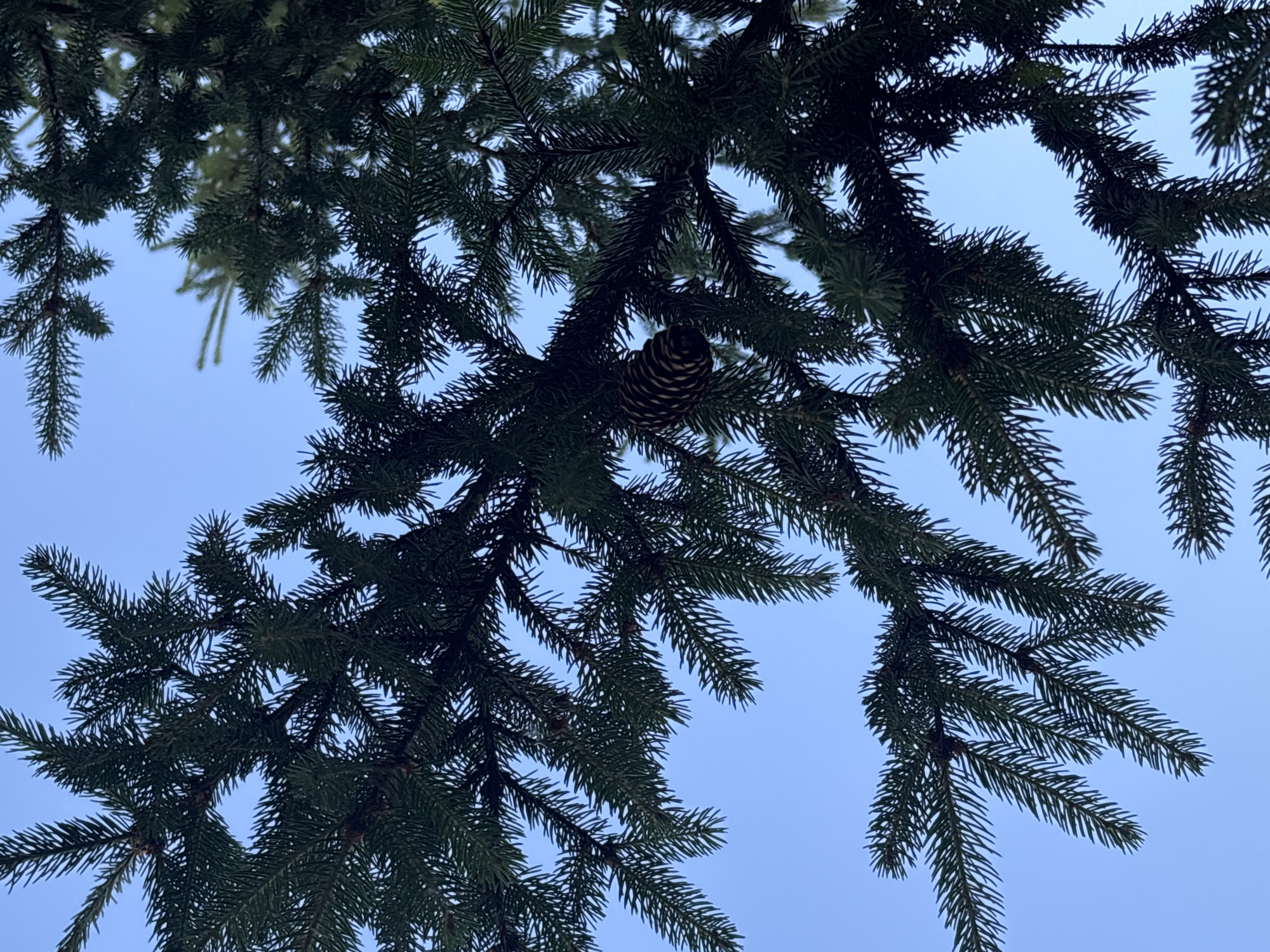 A low-angle shot captures a pine cone hanging from the boughs of a spruce tree against a clear blue sky. The spruce branches, with their dense, dark green needles, form a canopy that partially obscures the sky. The pine cone is situated in the upper right quadrant of the image, its scales tightly closed, indicating it may be immature or closed for protection. The overall lighting suggests it is daytime, with no artificial illumination present. The scene is devoid of any human presence. The location in Ostrov, Russia, is implied but not visually represented within the frame.