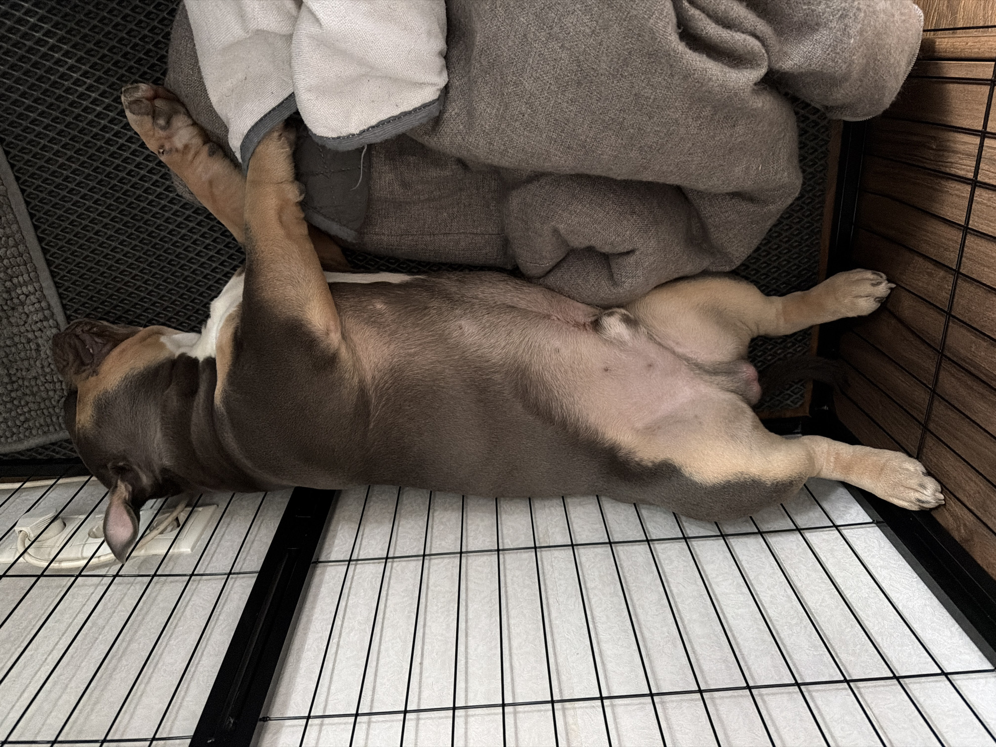 A tan and grey bulldog is lying on its back in a wire crate with a grey blanket and a white towel. The crate is located in an indoor location. The location is not in Moscow, Russia.