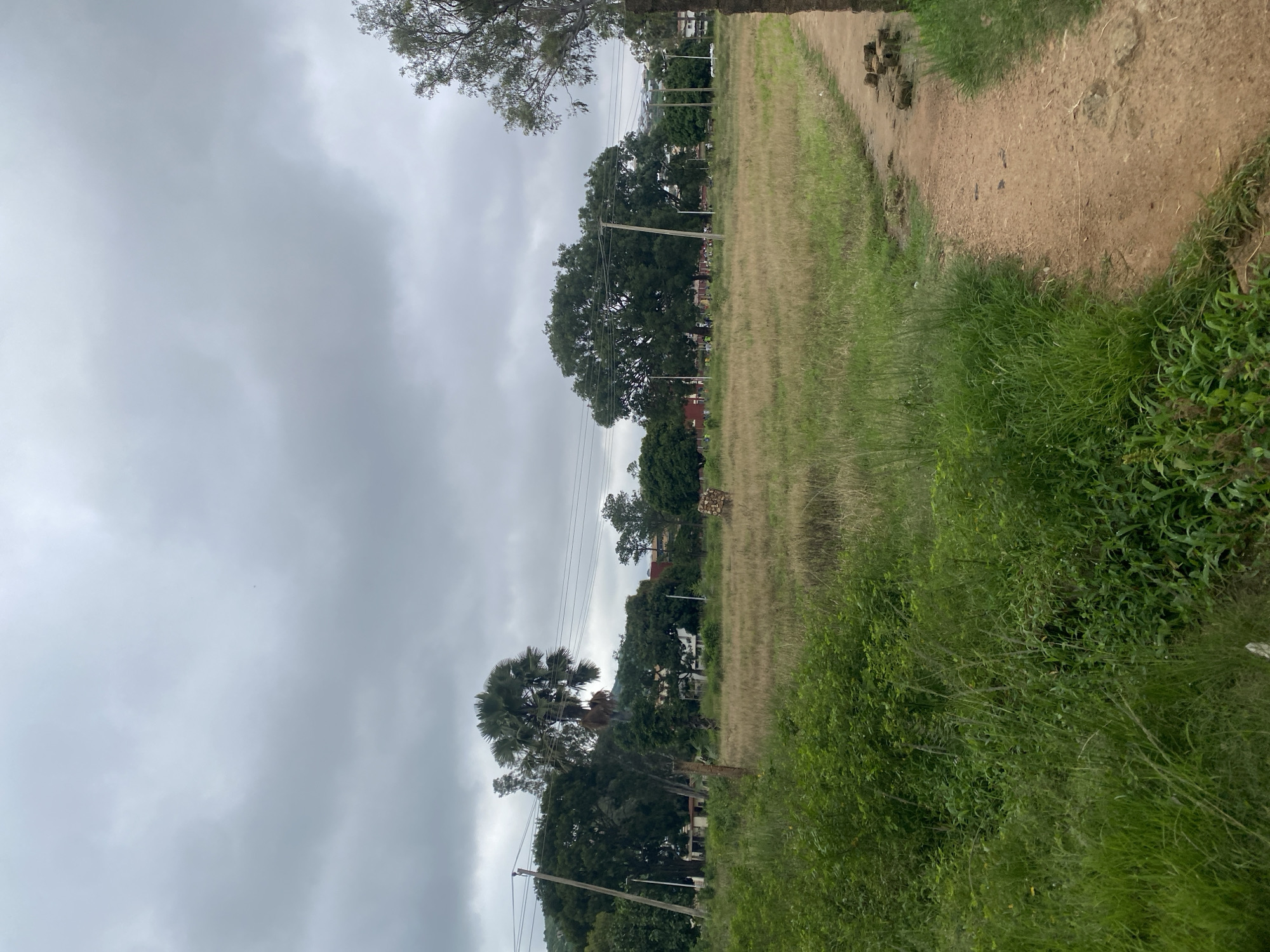 The image depicts a pastoral scene, likely on the outskirts of Yelwa, Nigeria. A dirt path winds through tall, dry grass and lush green vegetation. In the distance, a cluster of trees frames a backdrop of buildings and utility poles. The sky is overcast, suggesting cloudy weather. A lone cow grazes peacefully in the field, seemingly undisturbed by the elements or its surroundings. The overall impression is one of a quiet, rural landscape, typical of many Nigerian towns and villages.