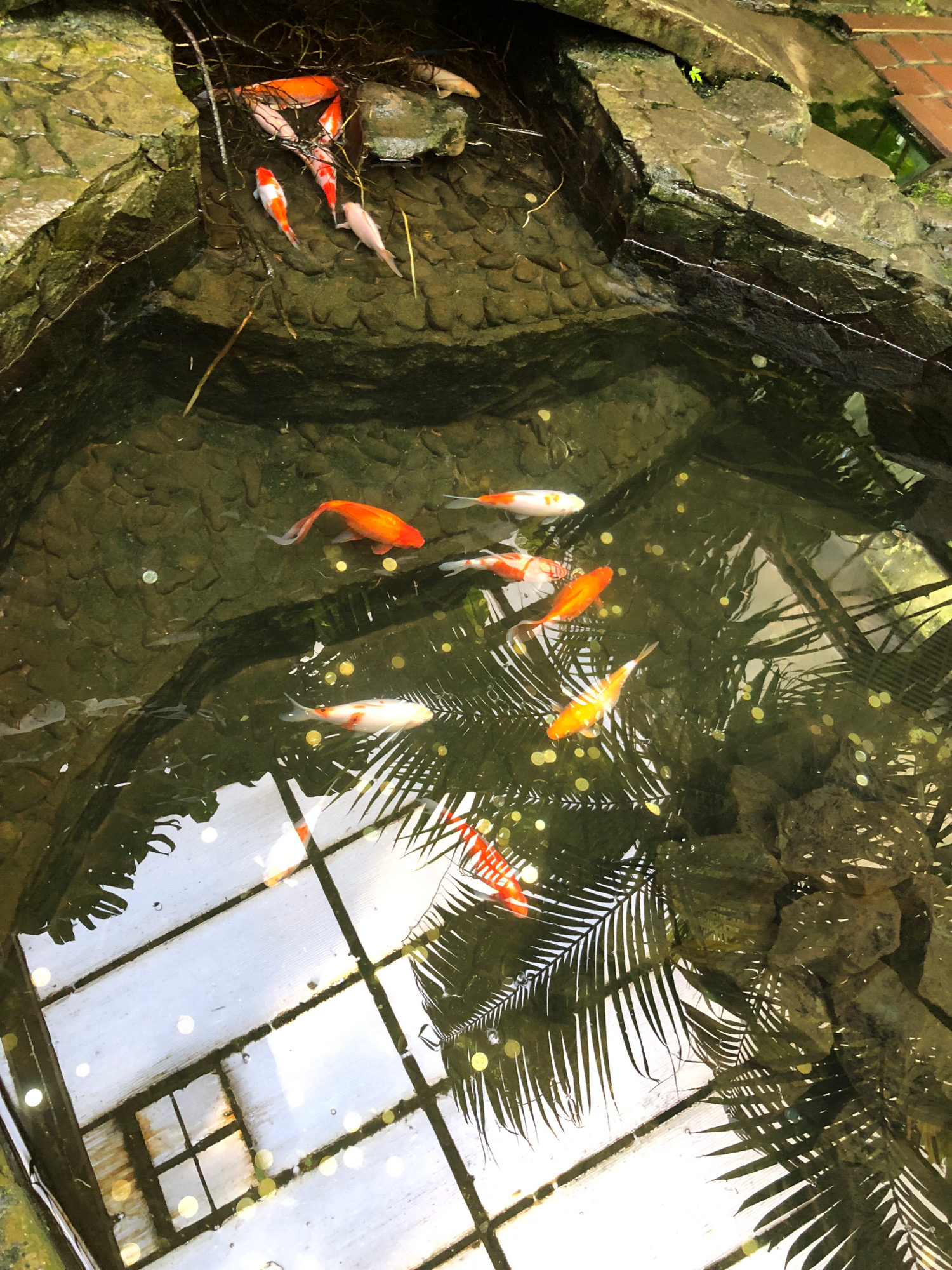 This is an overhead shot of a koi pond in Lviv, Ukraine. The pond is surrounded by rough, moss-covered rocks and contains several koi fish of various colors, primarily orange and white. Some coins are visible at the bottom of the pond. The surface of the water reflects the interior of a glass structure, possibly a greenhouse, with a grid pattern of light beams. Palm fronds are reflected in the water, indicating the presence of plants overhead or nearby. There are no people visible in the scene.