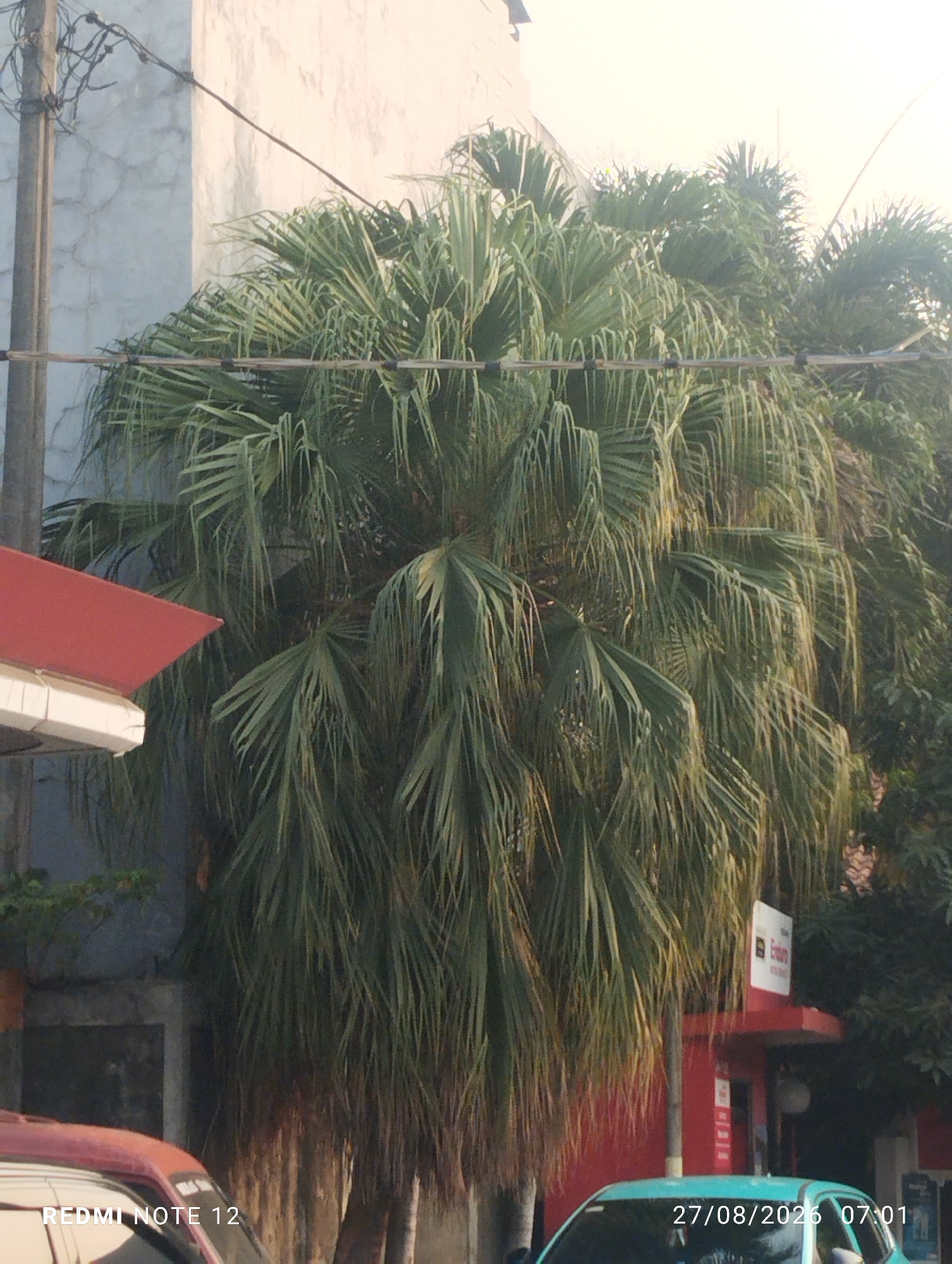 This is a medium-shot, eye-level outdoor photograph taken on a bright day in Bekasi, Indonesia. In the foreground, the image is dominated by a large, leafy palm tree with fronds hanging down. A portion of a red awning and white structure is visible on the left, and the top of a red car is seen at the bottom left corner. The palm tree is positioned in front of a light-colored building. A power pole with wires runs vertically on the left side of the frame. In the mid-ground, behind the palm tree, a red building with a white sign featuring red lettering is visible. A light blue car is parked in front of this building. The bottom right corner of the image displays the text "27/08/2026 07:01" and the text "REDMI NOTE 12" appears on the bottom left. The overall scene depicts a street view with vegetation and commercial buildings.