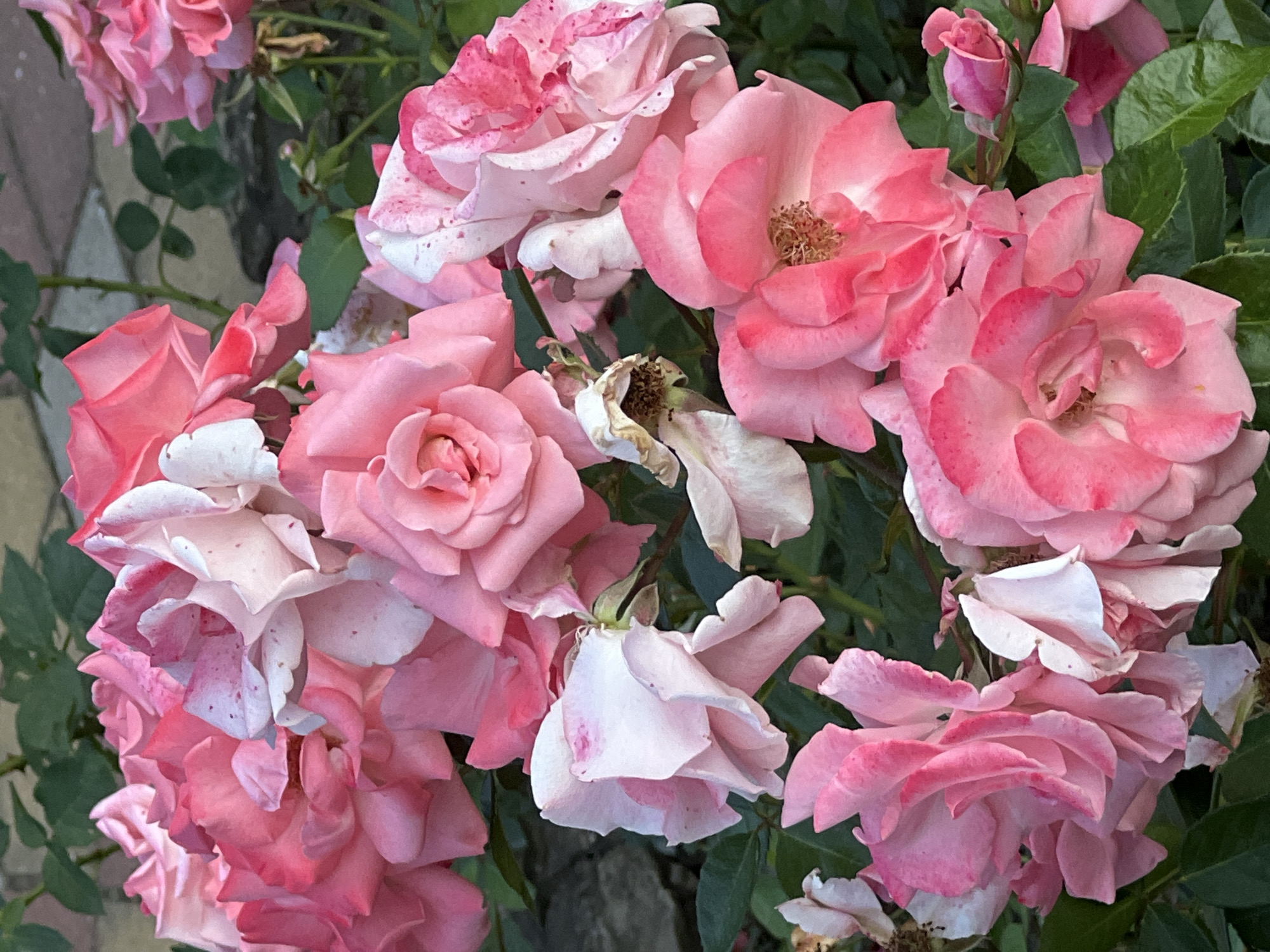This media file showcases a close-up view of a cluster of pink roses, with some exhibiting a white or lighter pink hue and subtle speckles of a deeper pink. The roses are in various stages of bloom, with some fully open and others in tighter bud formation. The petals are delicate and appear to have a soft, velvety texture. The background consists of lush green foliage and a hint of a paved surface, possibly a garden path or patio, with a slightly blurred, gray, textured element that might be a stone wall or planter. The lighting suggests it is daytime, likely with natural sunlight illuminating the flowers. The overall impression is one of natural beauty and tranquility, evoking a serene garden atmosphere. No people, text, or specific events are depicted. The location context of Krasnodar, Russia, suggests these are likely garden roses thriving in that region's climate.