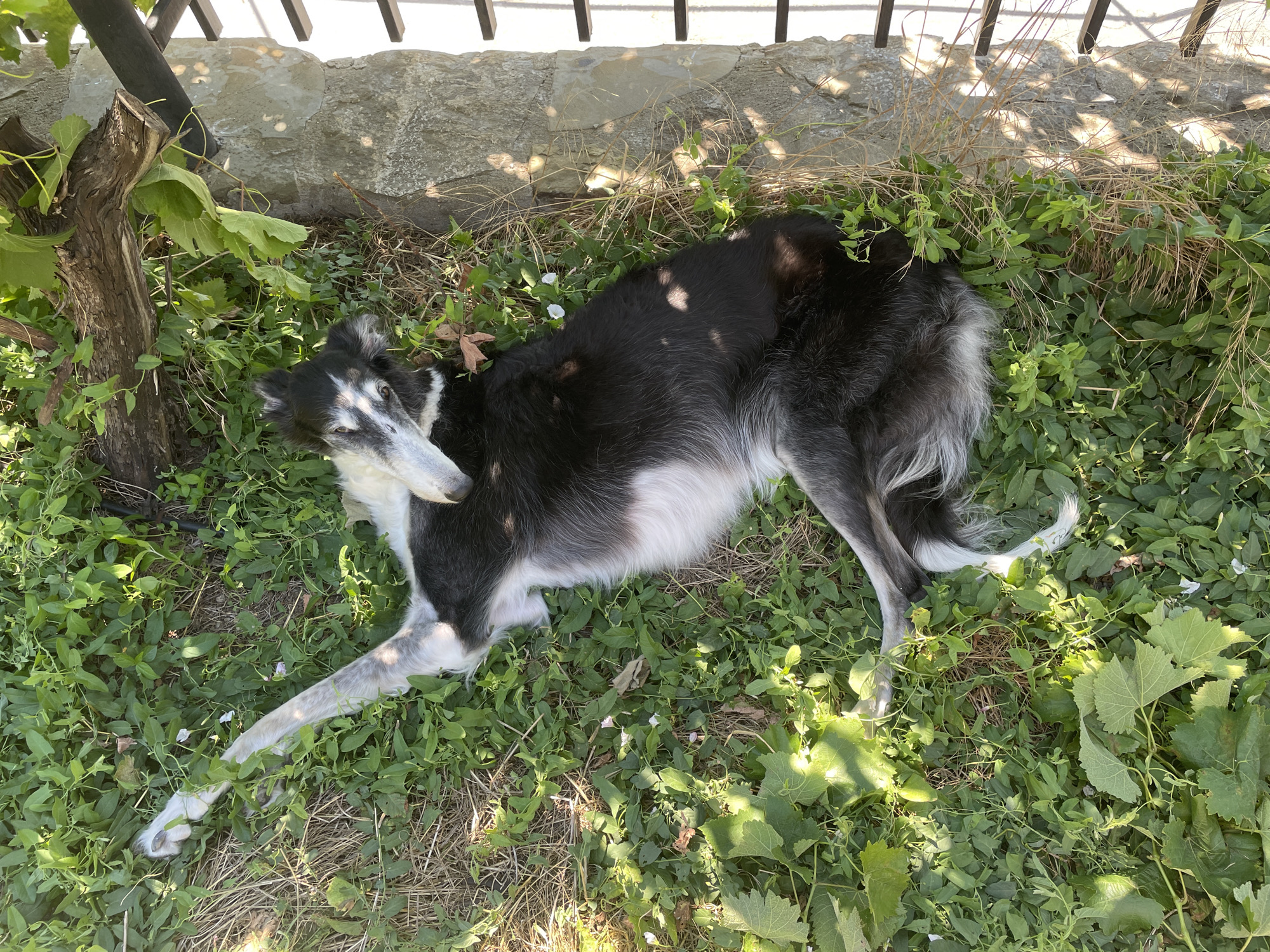 A black and white Borzoi dog is lying down in a grassy area next to a stone wall and a wooden fence. The dog is on its side, with its head resting on its paws. Its fur is long and sleek, and its eyes are closed. The dog appears to be relaxed and comfortable. The grassy area is covered in green leaves and dry grass. There are some small white flowers scattered throughout the grass. The stone wall is made of rough-hewn stones, and the wooden fence is made of dark brown wood. The scene is bathed in sunlight, with some areas in shadow. It's possible this photo was taken in Mtskheta, Georgia, a city known for its historical sites and natural beauty.