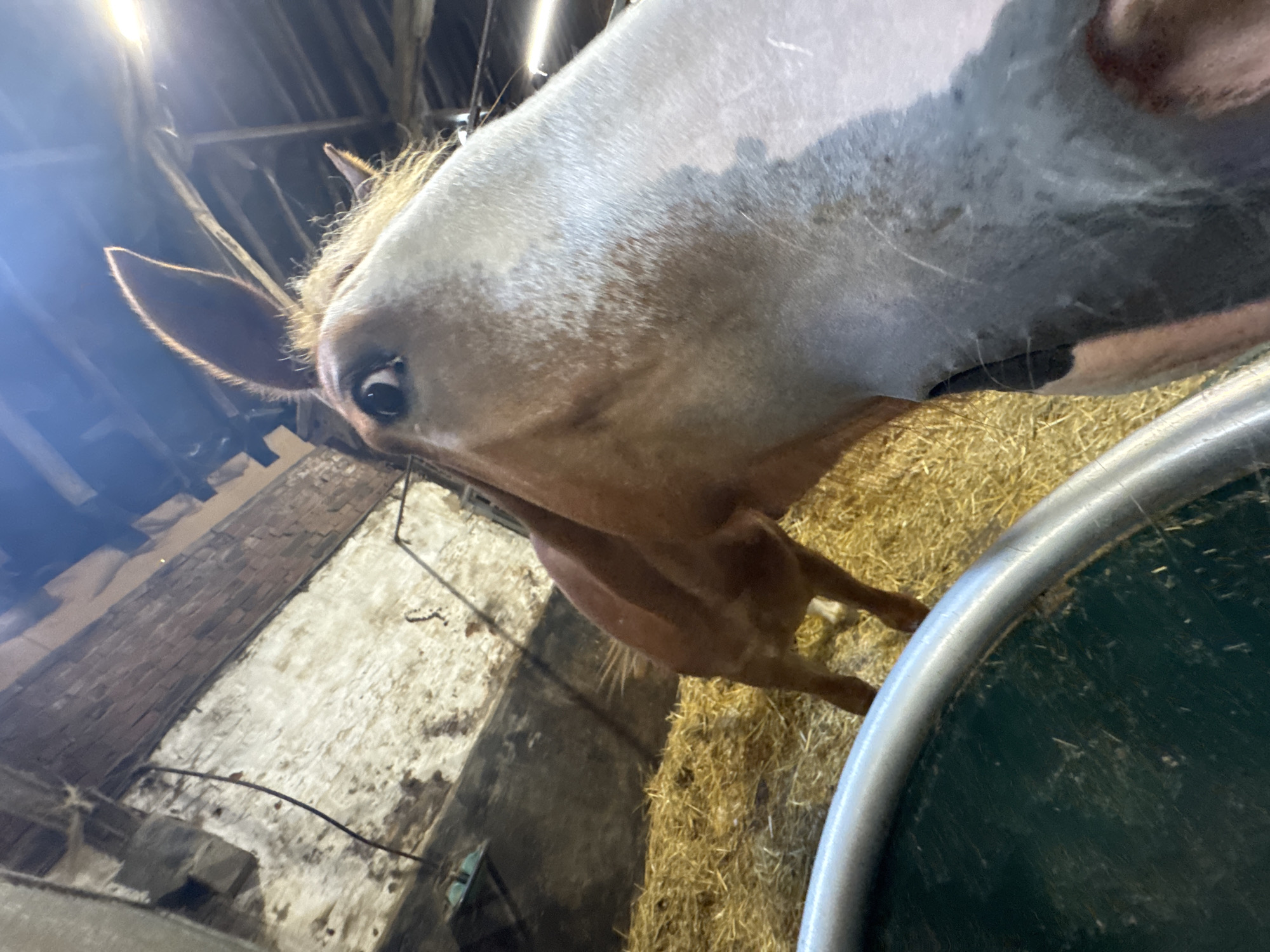 The image shows a close-up, low-angle shot of a brown horse in a barn. The horse's head is dominant in the frame, with its eye looking directly at the camera. The background reveals a rustic stable environment, with wooden beams overhead, brick walls, and a pile of straw on the ground. The lighting suggests artificial light sources within the barn. A portion of a green trough with a metallic rim is visible in the foreground. The scene is devoid of human presence. The overall impression is that of a candid moment captured within a farm setting, possibly in the municipality of Estaimpuis, Belgium, given the context provided.