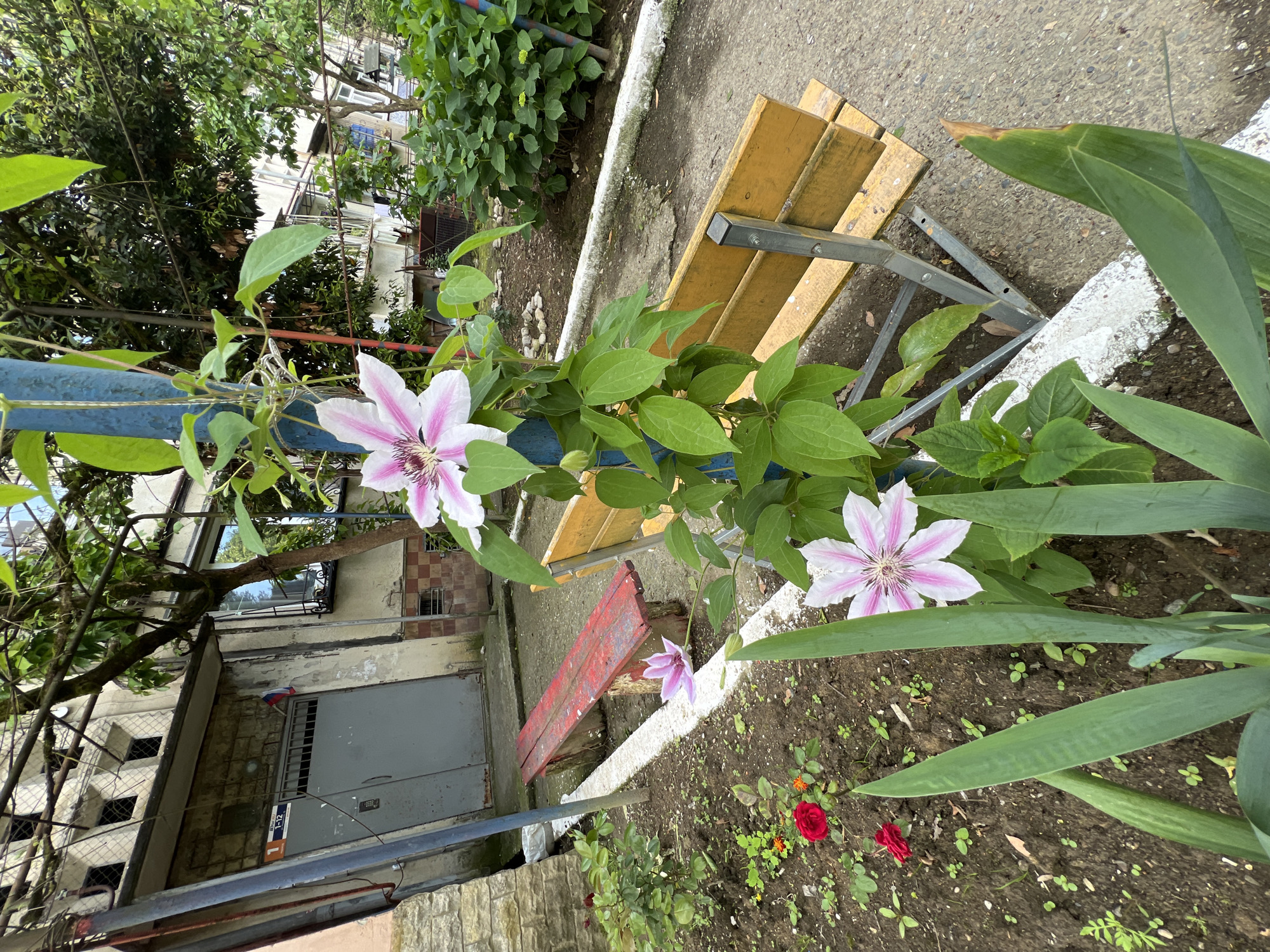 The image depicts a garden area in what is likely Volkovka, Russia, based on the visible address plaque. The primary focus is on two large Clematis flowers, white with pink stripes, climbing on a blue metal support structure. Behind the flowers, a yellow wooden bench sits on a concrete surface. To the right of the bench, large green Iris leaves are visible. In the lower portion of the image, a patch of soil contains some small red roses and other greenery. Behind the bench and flowers, a gray building with a garage door is visible. A red wooden bench is located near the building. The overall impression is of a small, urban garden space.