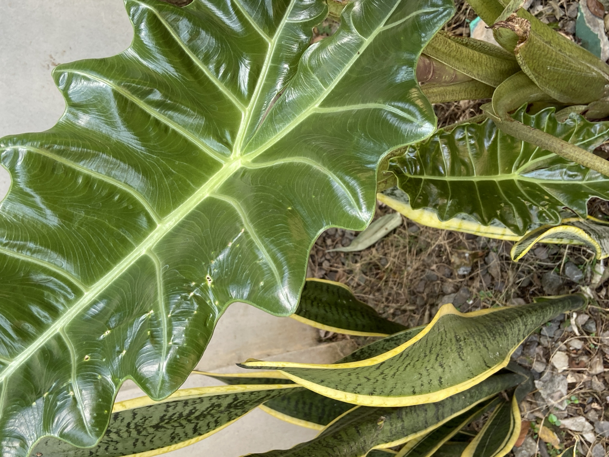 A close-up, eye-level shot captures a lush green Alocasia leaf dominating the frame, its glossy surface reflecting light and highlighting its prominent veins. To the left, several sword-shaped leaves of a snake plant, characterized by their dark green patterns bordered with yellow, fan outwards. The plants are situated outdoors, with a textured, possibly concrete or stone, wall visible in the upper background. The ground beneath the plants is covered in a mixture of small stones, gravel, and dry organic matter, suggesting an outdoor setting in a garden or natural area. There are no people or animals visible in the image. The scene appears to be a snapshot of urban greenery, possibly in a residential or public space in Margorejo, Indonesia.
