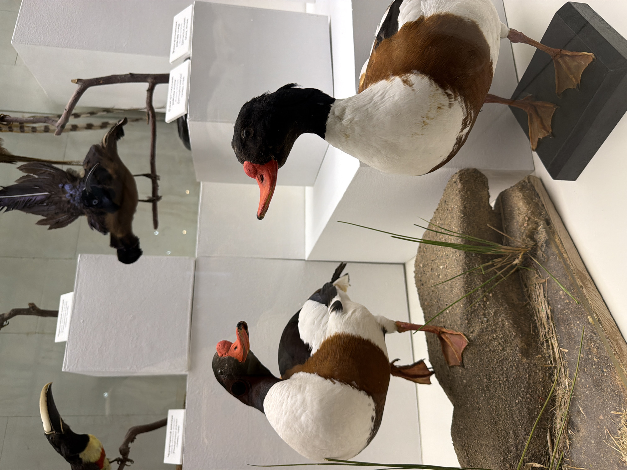 The image shows a museum exhibit featuring taxidermied birds. In the foreground, two ducks with distinct orange beaks and black, white, and brown plumage are displayed. The duck on the left is perched on a mound of sand and rock, with its left leg raised. The duck on the right is standing on a black base, facing left. In the background, other taxidermied birds are visible, including a toucan-like bird on the left and a bird with elaborate tail feathers in the upper center. The exhibit is housed within a glass display case, with white pedestals and informational labels providing context. The lighting is bright, illuminating the specimens. The overall scene suggests an educational or archival setting, likely a natural history museum.