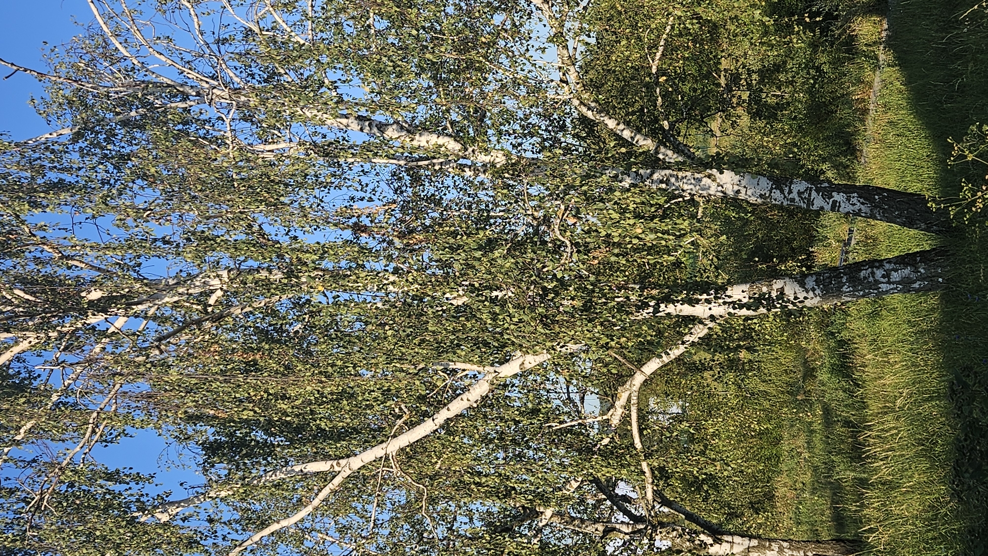 The image shows a cluster of birch trees with white bark and green leaves, set against a clear blue sky. The trees are in full foliage, with some branches hanging downwards. The ground beneath the trees is covered in tall green grass and some smaller plants. The lighting suggests it is daytime, likely late afternoon given the shadows. The scene appears to be a natural or semi-natural area, possibly a park or a field. There are no people or specific city landmarks visible that would indicate the location within Prešov, Slovakia.