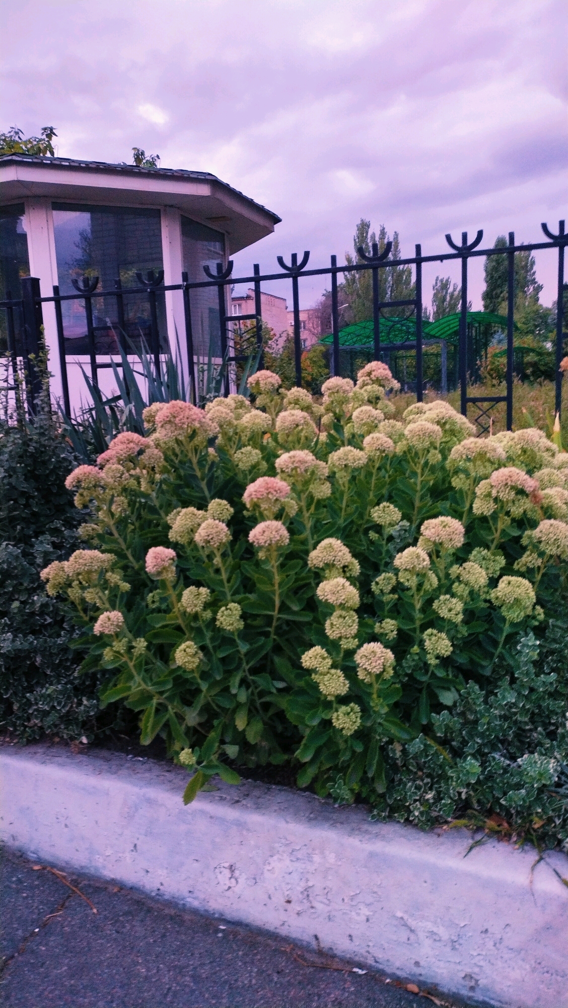 This is a ground-level, eye-level, medium shot of a flowerbed in Horishni Plavni, Ukraine, on an overcast day. The flowerbed is bordered by a concrete curb and asphalt road in the foreground, and a black metal fence in the midground. Behind the fence, a small, white building with large windows is visible. The flowerbed itself is densely populated with low-lying shrubs and a large cluster of light pink and cream colored flowers. The sky is a pale purple, and trees and other buildings are visible in the background.