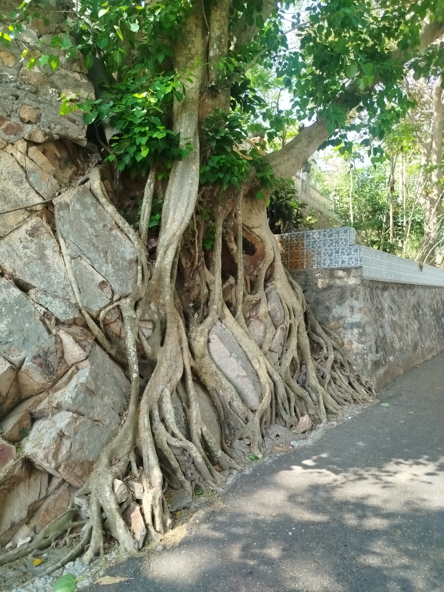 A large tree grows from the side of a stone wall in an outdoor setting. The tree's roots are extensive, wrapping around and gripping the wall, which appears to be made of uneven stones and a concrete section with decorative tiling. The tree's trunk and branches are visible, with green foliage present at the top. A paved road runs alongside the wall, casting shadows. The environment suggests a sunny day in Ho Chi Minh City, Vietnam, with additional vegetation visible in the background.
