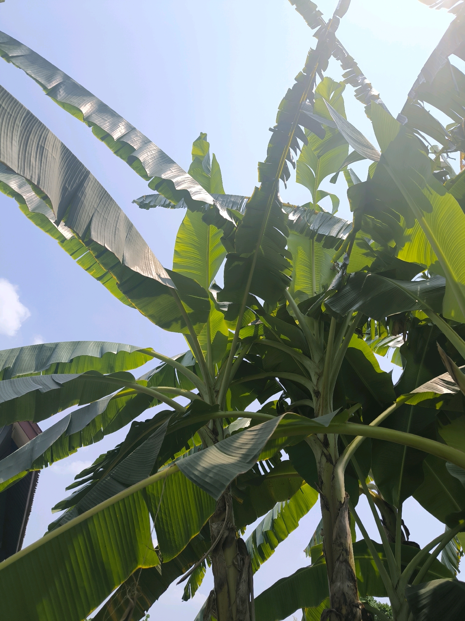 A low-angle, full shot captures a cluster of banana trees under a bright, sunny sky. The leaves are a vibrant green, with some catching the sunlight, creating a bright sheen. The sky is a clear blue, with a few wispy white clouds visible. The trunks of the banana trees are visible, showing their fibrous texture. A portion of a building with a dark, angled roof is visible on the far left of the frame. The scene is likely outdoors in a tropical or subtropical climate.