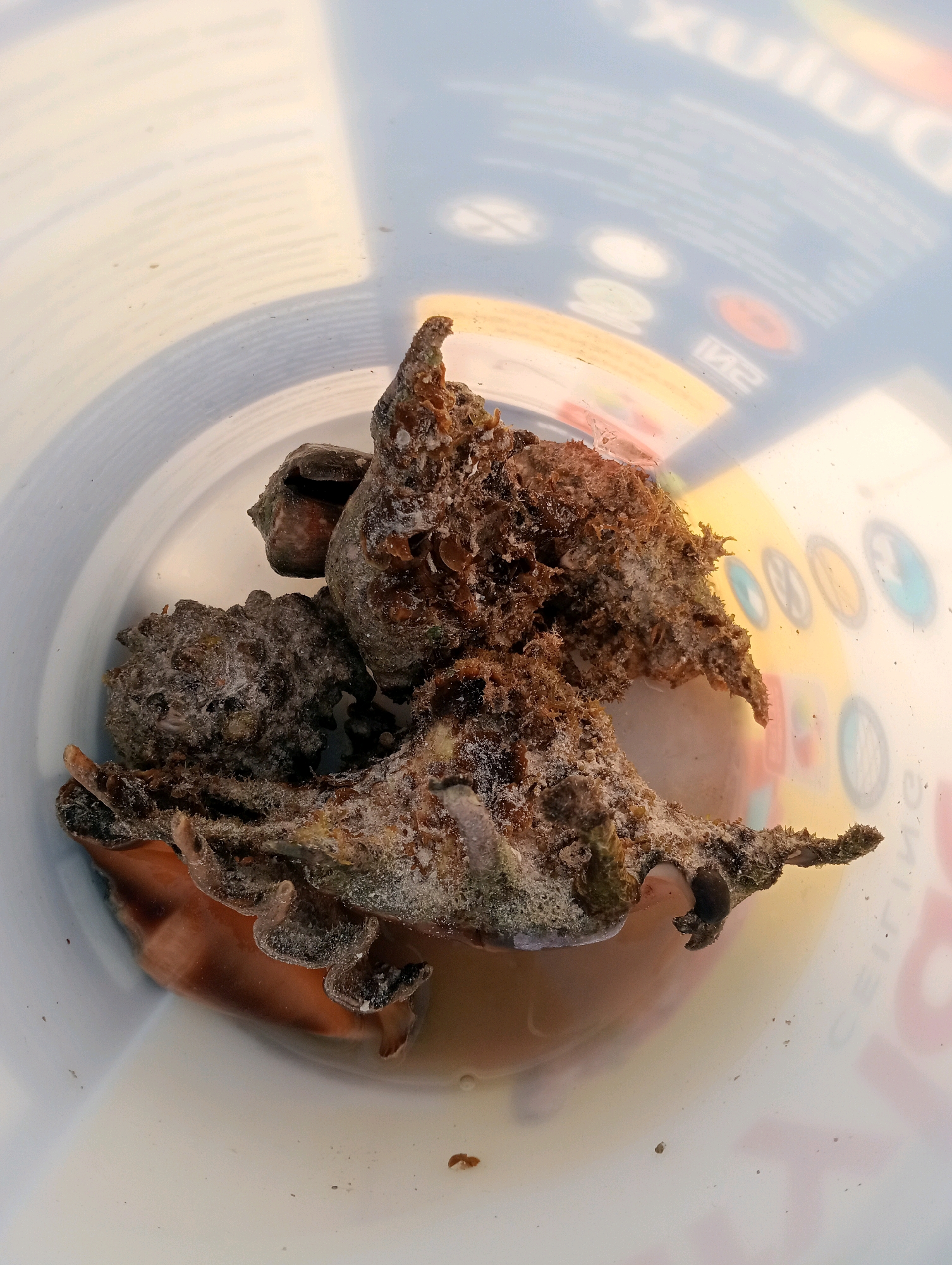 A close-up, overhead shot shows several rough, brown, and white-encrusted marine creatures submerged in murky water within a white plastic bucket. The bucket's interior walls bear faint, colorful text and circular logos, suggesting it may be a repurposed paint bucket with visible water marks and a shadow of circular objects. One creature in the foreground exhibits a reddish-brown, fleshy base with numerous, sharp, dark projections extending outwards. Another creature behind it has a more compact, bulbous shape covered in a granular, off-white substance. A third, smaller creature is visible in the upper left, appearing darker and smoother. The water in the bucket is cloudy and light brown, with some debris floating on the surface and on the bottom. The overall scene is dark and somewhat gritty.