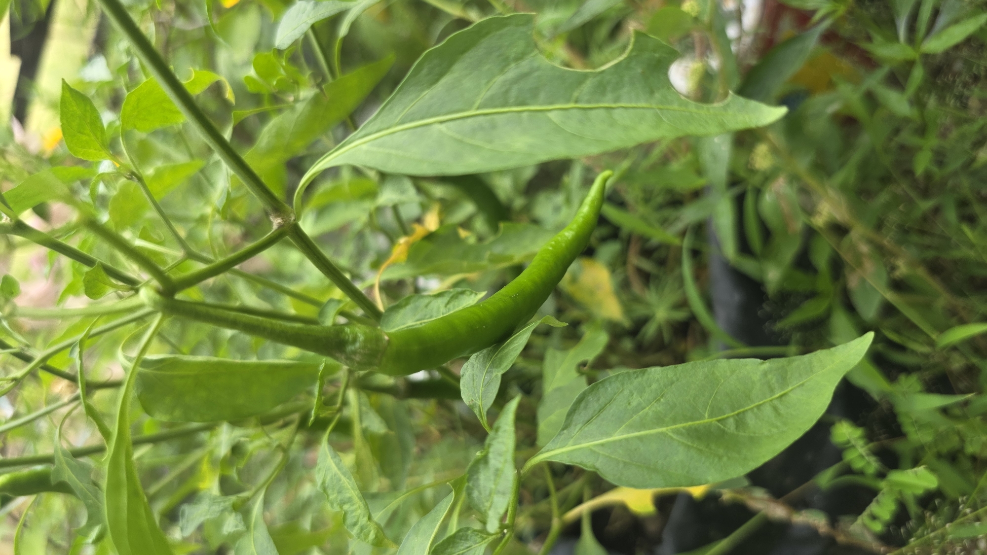 The image shows a close-up view of a green chili pepper growing on a plant. The pepper is long and slender, attached to the stem amidst a cluster of green leaves. Some leaves show signs of insect damage. The surrounding environment appears to be a garden or cultivated area with other plants visible in the background. The location is specified as Lhokseumawe, Indonesia, but there are no contextual clues in the image itself to verify this information (e.g., landmarks, local architecture, typical Indonesian vegetation beyond general greenery). There are no people or animals visible.
