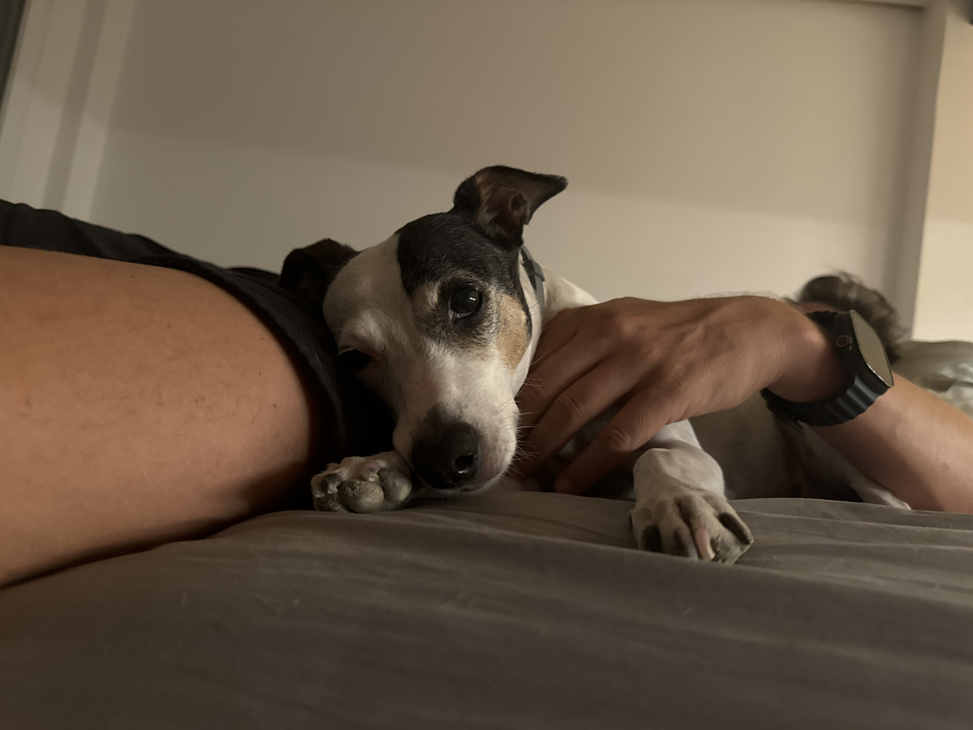 The image shows a close-up shot of a Jack Russell Terrier dog lying on a bed, resting its head near a person's arm. The dog's fur is predominantly white with black and tan markings on its head and ears. Its eyes are open and looking towards the camera. A human hand is gently resting on the dog's back, and the person is wearing a watch on their wrist. The background is a plain, light-colored wall, suggesting an indoor setting, likely a bedroom. The lighting is dim, indicating it might be evening or night. The overall scene conveys a sense of comfort and companionship between the dog and the person. No specific landmarks or indicators of the city of Murcia, Spain are visible in the image.
