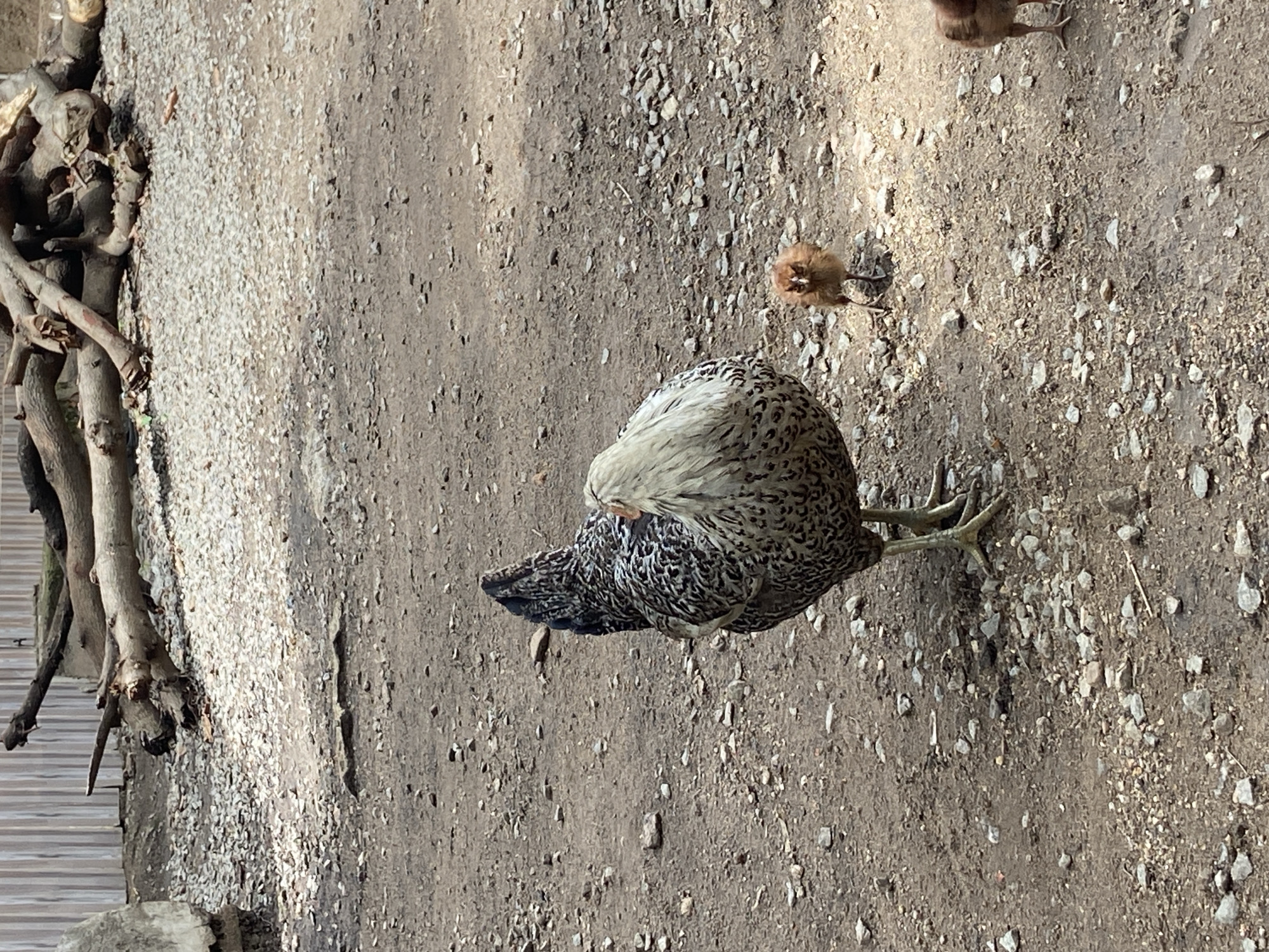 The image shows a hen standing on a dirt and gravel ground. There are roots and tree branches along the left side of the image. A chick is visible near the hen. The location is speculated to be Mararaba, Nigeria.