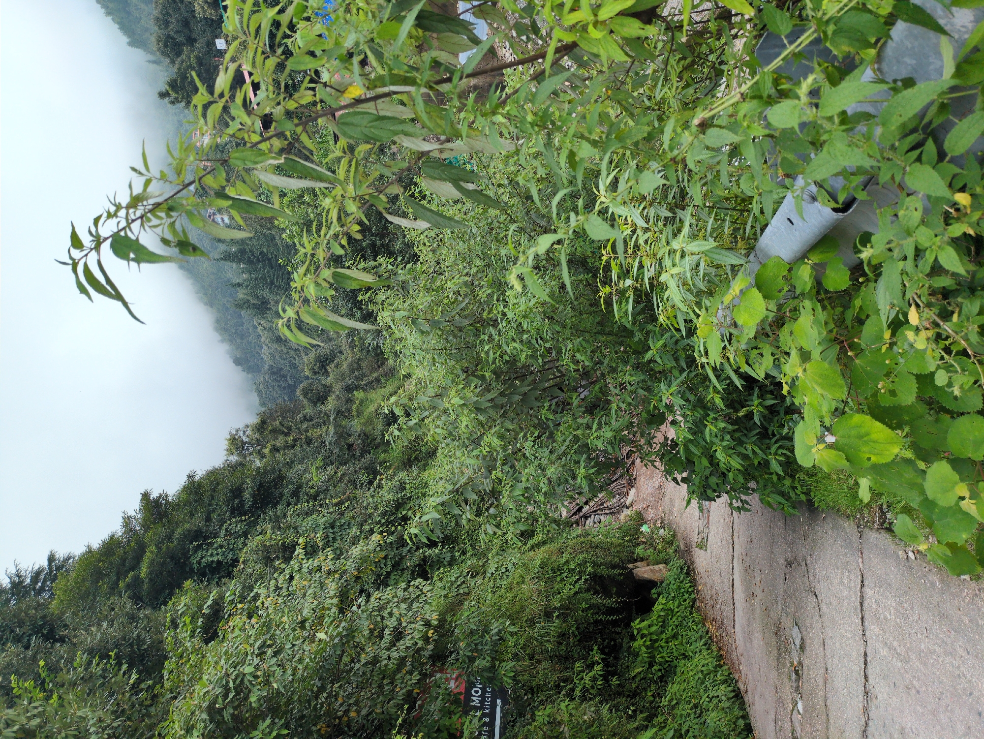A paved path curves through a lush, green hillside in Nainital, India. The path is bordered on the left by a steep slope covered in dense foliage and on the right by a metal railing partially obscured by plants. In the distance, mist hangs over the mountains, creating a serene and atmospheric backdrop. The overall scene suggests a tranquil and natural setting, likely a hiking trail or a scenic overlook in a mountainous region. The sign on the left indicates a commercial establishment, likely a cafe or restaurant, suggesting that this area is frequented by tourists.