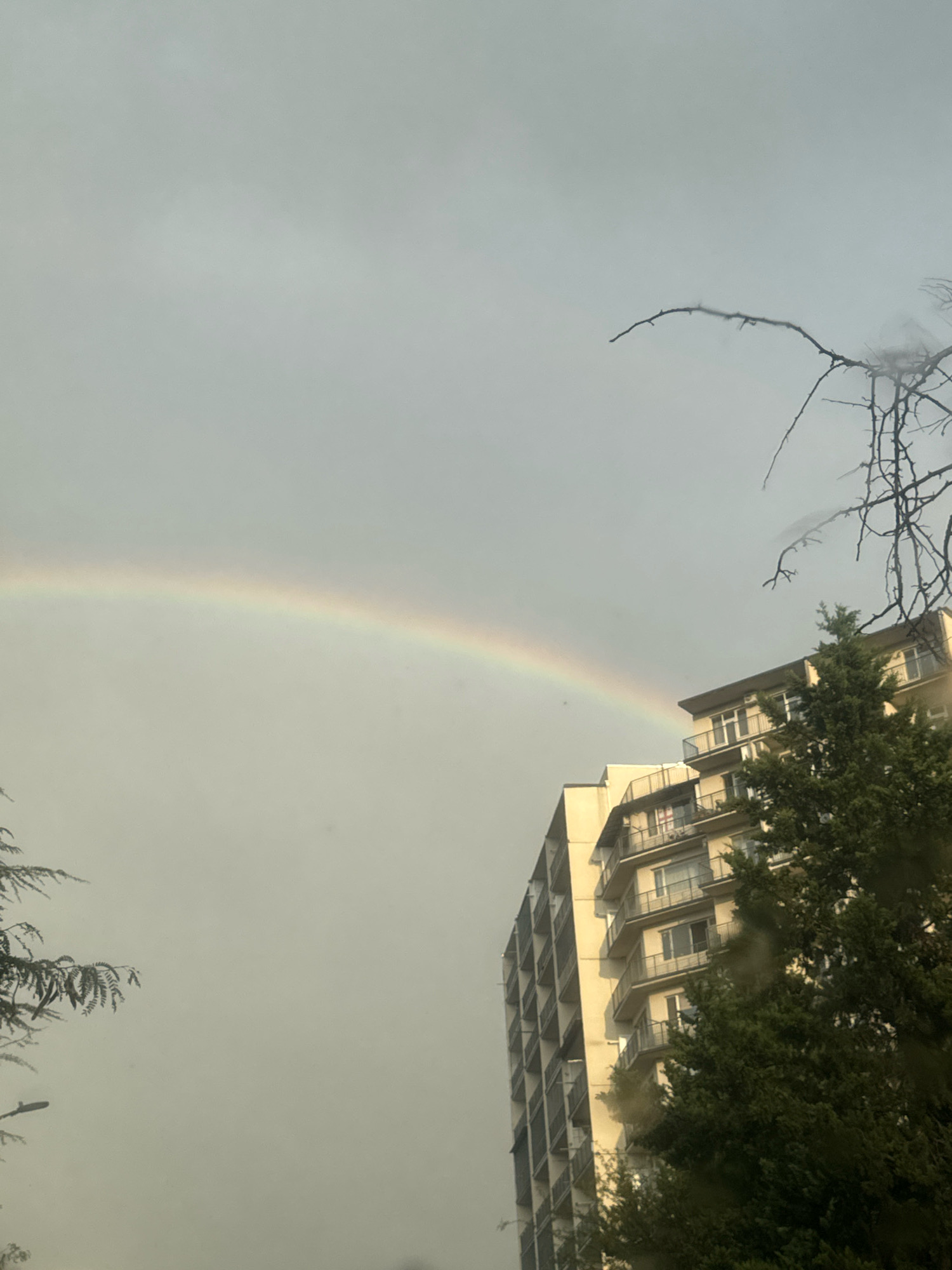 A rainbow arcs across a pale, overcast sky above a modern apartment building in Tbilisi, Georgia. The building is tall and multi-storied, with balconies and windows visible. A dense evergreen tree partially obscures the right side of the building. Bare branches of a tree are silhouetted against the sky in the upper right corner. The overall impression is of a city scene after a rain shower.