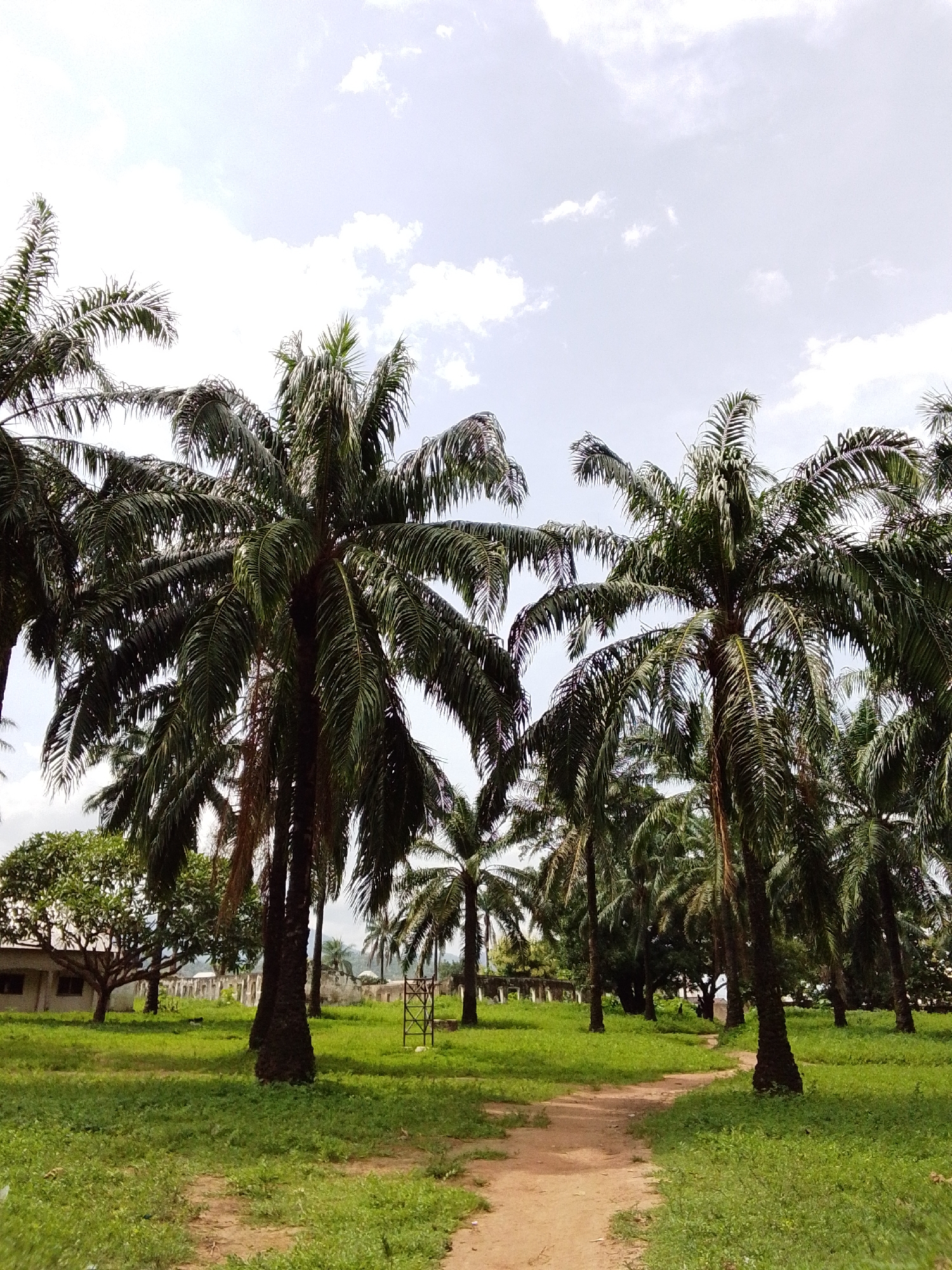The image depicts a dirt path winding through a grassy area with numerous palm trees. In the background, a building with a light-colored facade and dark windows is visible to the left. Further back, a low, light-colored wall or fence stretches across the scene, and several more palm trees are scattered throughout. The sky is partly cloudy, with white clouds against a light blue background. The overall impression is of a rural or semi-rural environment, possibly a compound or plantation, within Serti, Nigeria.