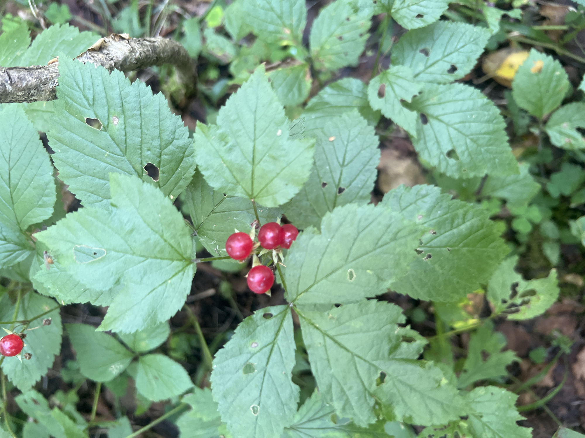 A close-up shot reveals a cluster of bright red berries atop a plant with serrated green leaves, some of which have visible holes. The berries are round and appear to be ripe. The surrounding environment is blurred, suggesting a natural setting like a forest or garden, with hints of brown leaf litter and other green foliage in the background. The lighting is natural, casting soft shadows.