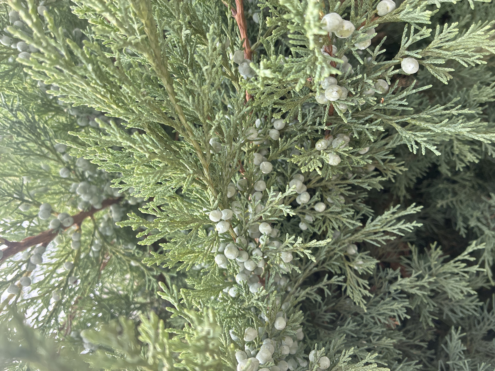 A close-up, eye-level shot captures the detailed foliage of a juniper tree. The branches are laden with small, pale green, berry-like cones, some clustered tightly together and others more sparsely distributed. The feathery texture of the juniper's needles is visible, creating a dense, layered effect. The lighting suggests an overcast or diffused natural light source, which softens the colors and highlights the subtle variations in the greenery. The background is a blur of more juniper branches and a hint of a lighter, out-of-focus area, possibly the sky. No people or man-made structures are discernible in the image. The scene is outdoors, consistent with a park or garden setting within Prague, Czechia.