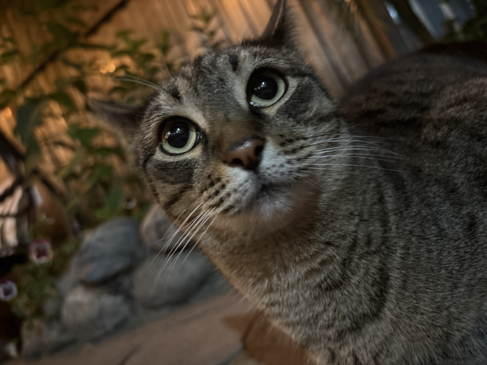 A close-up, low-angle shot focuses on the face of a tabby cat in Almaty, Kazakhstan. The cat's eyes are wide and green, with noticeable reflections of light. Its whiskers are prominent and white against its striped fur. In the background, out of focus, are green foliage, grey stones, and a wooden structure with warm lighting. The lighting suggests it is nighttime. There are no people or any visible activity.