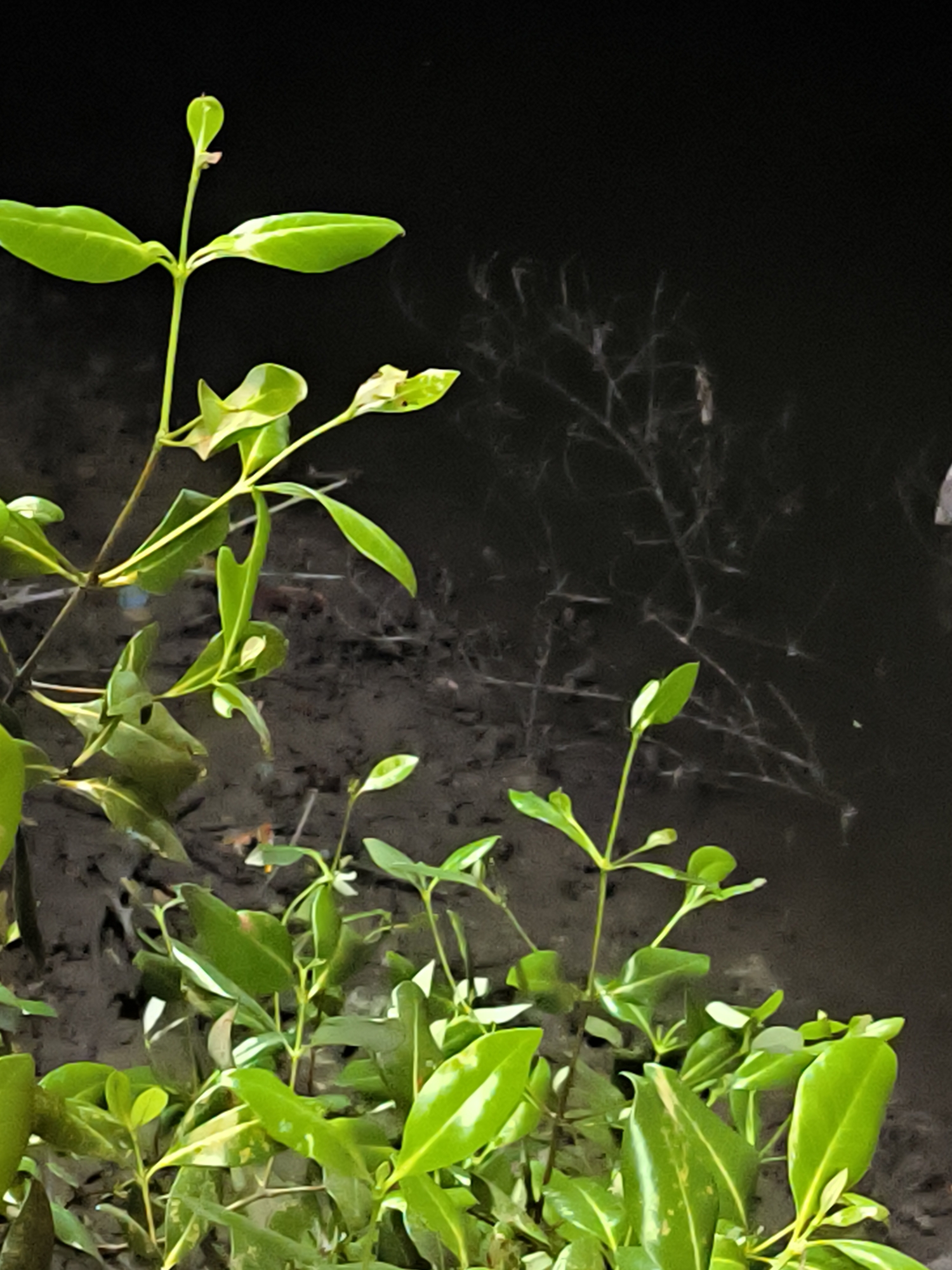 In the city of Lhokseumawe, Indonesia, this image depicts a close-up view of a young mangrove plant with vibrant green leaves. The plant is situated against a dark, out-of-focus background that appears to be murky water or mud, with subtle reflections of branches or roots visible. The lighting suggests it might be dusk or night, with a faint light source highlighting the leaves. The environment implies a coastal or estuarine setting, typical of mangrove ecosystems. No people or animals are present in the frame.