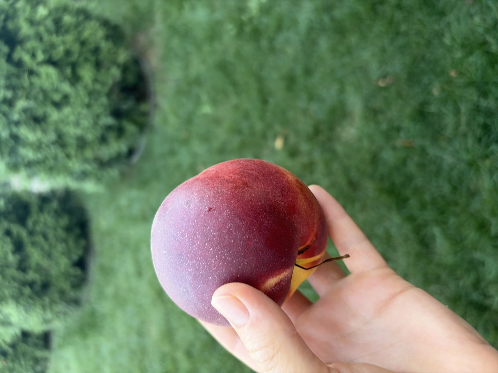 A hand holds a ripe nectarine in the foreground, its dark red skin speckled with tiny white dots, against a blurred green background of manicured grass and two rounded evergreen bushes. The image appears to be taken outdoors, possibly in a garden or park. The lighting suggests it is daytime. There is no information to place this image in Oxentea, Moldova.