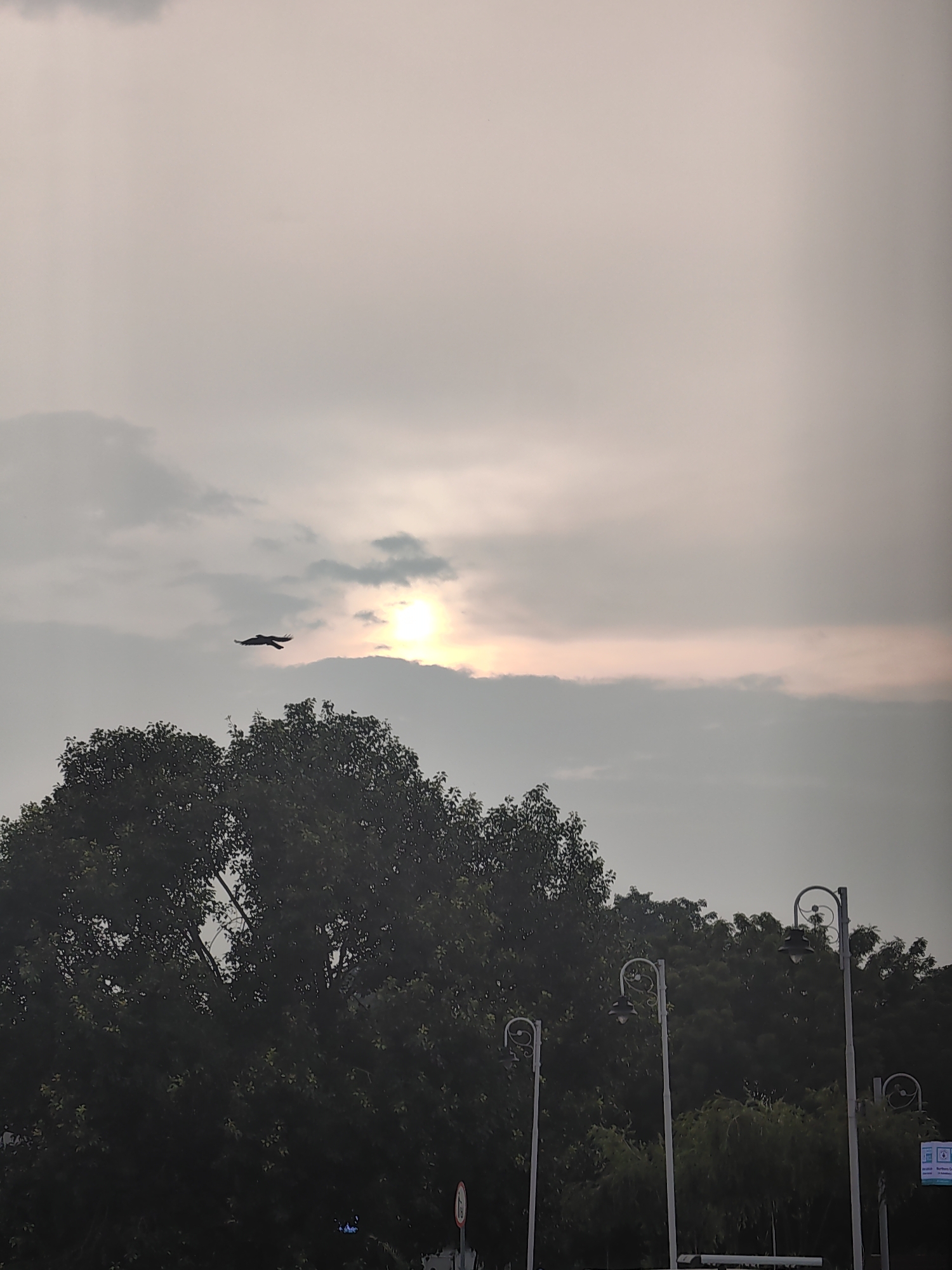 A bird is captured in mid-flight, its wings spread wide against a hazy sky. The sun, partially obscured by clouds, casts a soft, diffused light. Silhouetted against the sky are the dark canopies of lush green trees, their dense foliage creating a stark contrast with the lighter sky. Several ornate street lamps with curved designs are visible in the foreground, standing tall amidst the trees. The scene suggests an outdoor setting, possibly a park or a street lined with trees. The image's composition and lighting create a serene yet dynamic atmosphere, with the bird's flight adding a touch of natural energy to the stillness of the landscape. The overall impression is one of a peaceful moment captured in time, within a natural or semi-natural urban environment.