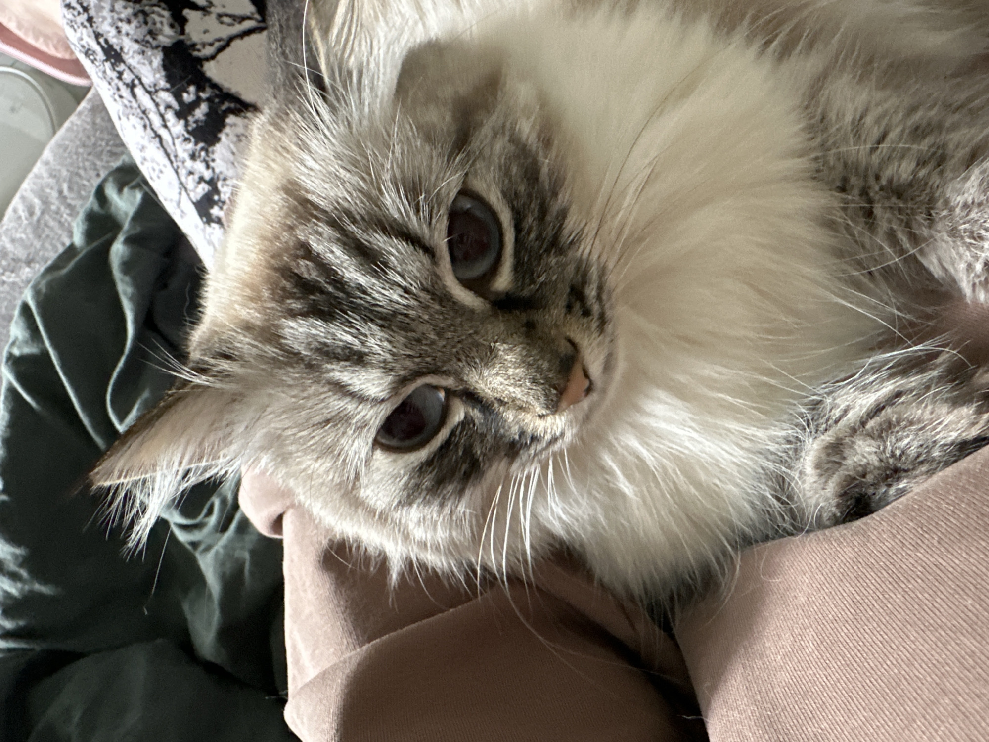 A close-up shot depicts a fluffy, light-gray and white cat with striking blue eyes. The cat is lying down, nestled against someone wearing light-brown clothing. In the background, there is a patterned pillow and dark-green fabric. The cat's head is slightly tilted. The image gives the impression of a cozy, intimate moment. There is no information to imply this image was taken in Kuda, Russia.