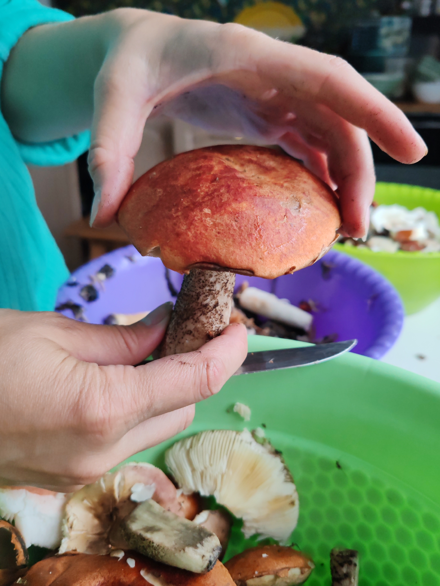 A person's hands are preparing mushrooms. The person is wearing a turquoise garment. The person's hands, which appear to be stained with dirt, are holding a mushroom with a reddish-brown cap and a brown and white stem. A knife is positioned near the stem of the mushroom. In the background, there are two plastic bowls, one purple and one green, containing various pieces of mushrooms. The green bowl is in the foreground, and it also contains a collection of prepared mushrooms, some with visible gills. The environment appears to be indoors, possibly a kitchen, with a blurred background suggesting a domestic setting. The scene does not contain any specific landmarks or details that would indicate its location in the city of Чухлэм, Russia.