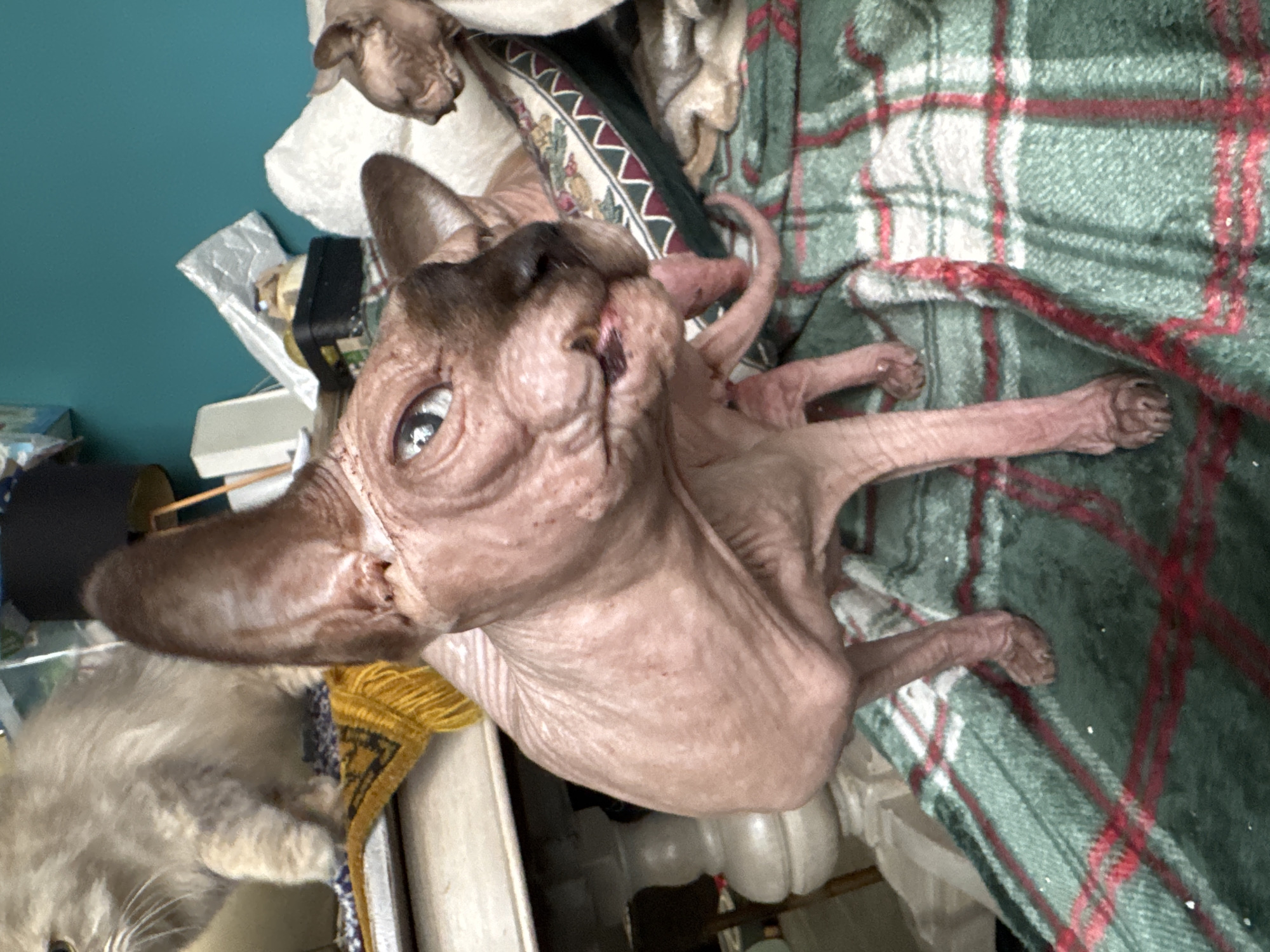 In the foreground of the image, a light brown Sphinx cat with wrinkled skin and large ears is standing on a green and red plaid blanket. The cat's head is turned to its right, and its tongue is sticking out. Its left eye is open and blue, while its right eye is partially closed. In the background, another Sphinx cat is visible to the right of the main subject, and a fluffy light brown cat is in the upper left corner of the image, standing behind a white table with a yellow rug. There are various household items in the background, including a white pillow and a black box. The wall behind the cats is a solid teal color. The scene appears to be indoors, possibly in a residential setting.
