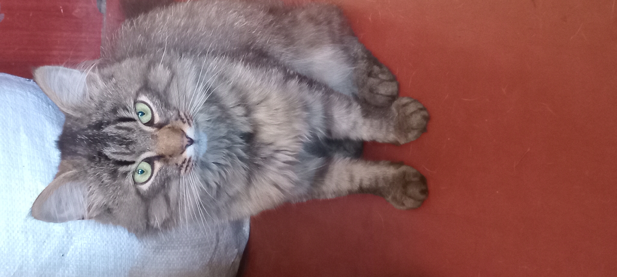 A medium shot shows a fluffy, gray tabby cat with bright green eyes sitting on a reddish-brown surface. The cat is facing the camera, with its front paws tucked beneath its chest. The cat's fur is long and appears to be a mix of gray, black, and brown stripes. Its ears are pointed upwards, and its whiskers are long and white. Behind the cat, to the left, is a portion of a light blue, textured object, possibly a bag or a piece of fabric. To the right of the cat, a dark red surface is visible, which appears to be a wall or a piece of furniture. The lighting in the image is natural and casts soft shadows. The background is out of focus, drawing attention to the cat.