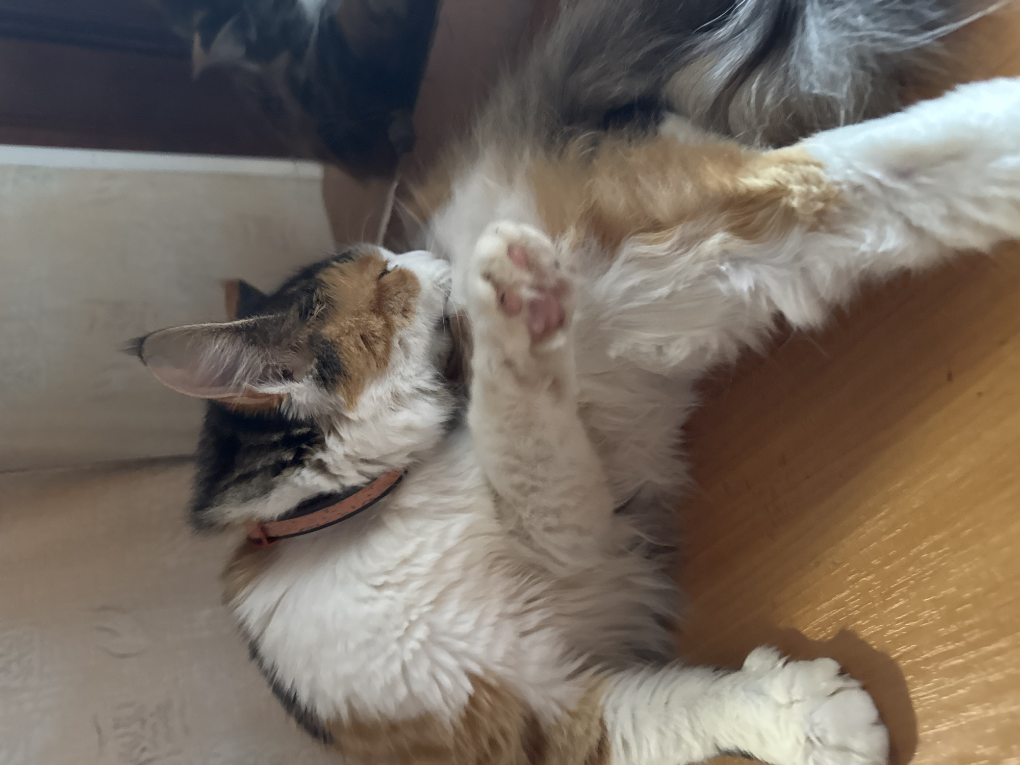 A calico cat with long fur lies on a wooden surface, facing to the right and grooming its paw. The cat wears a pink collar. The background consists of a textured wall and a dark, reflective surface, possibly a mirror, showing a blurred reflection of another animal. The scene appears to be indoors.