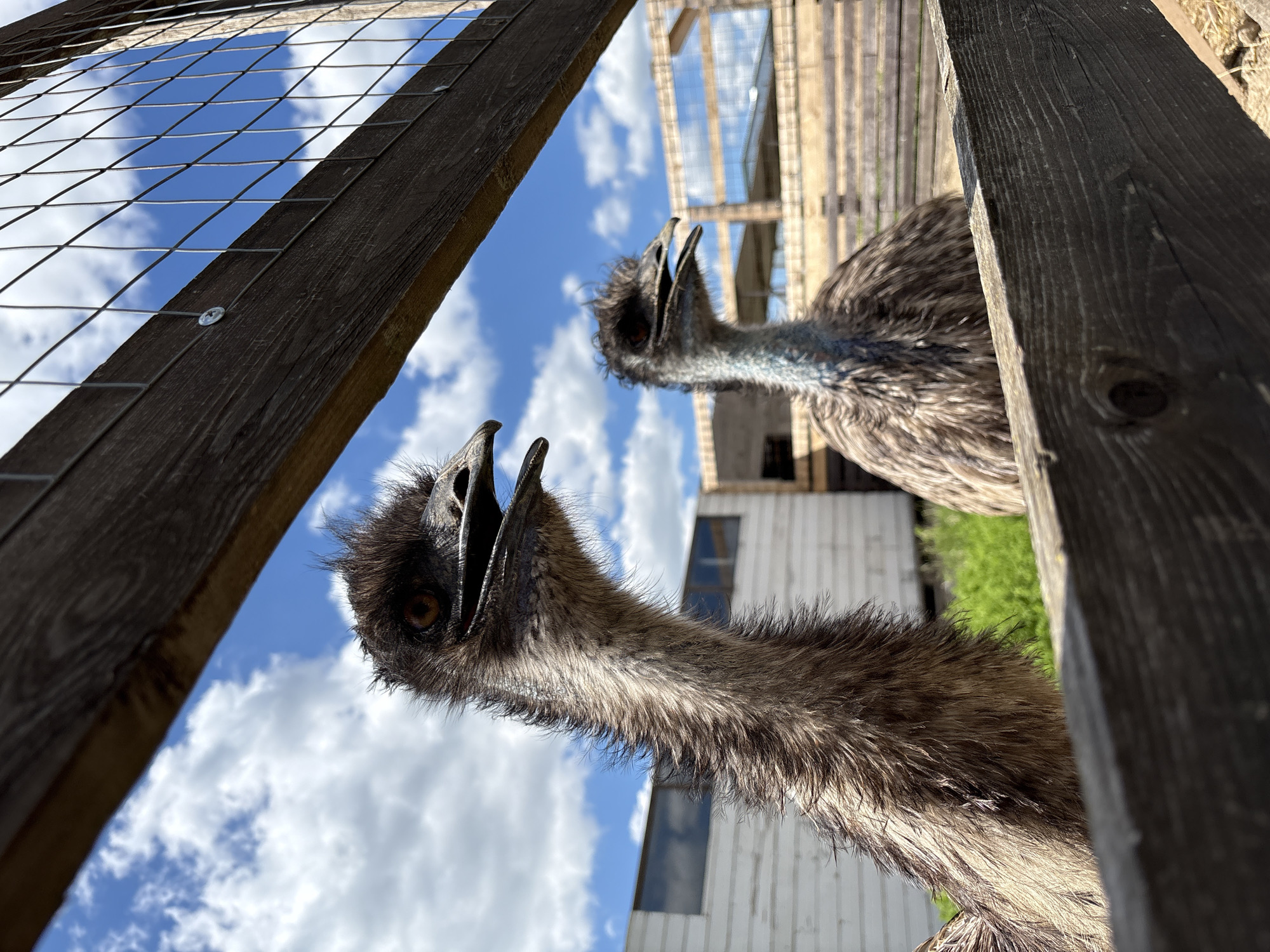 The image presents a striking low-angle view of two emus peering through a wire mesh fence. In the foreground, one emu's head and long neck are prominently featured, looking directly up at the camera. Its beak is open, revealing the dark interior, and its visible eye is a warm amber color. The emu's head and neck are covered in shaggy, dark brown feathers, with a hint of blue coloration on its neck. A second emu is partially visible behind and to the right, also looking upwards with its beak open.
The perspective is from beneath the fence, looking upwards through the wire mesh and wooden planks. The fence creates a strong diagonal element across the upper left and right of the frame. Beyond the fence and the emus, the sky is a bright blue with scattered white, cumulus clouds, indicating a clear, sunny daytime. In the blurred background, several light-colored wooden structures or buildings are visible, suggesting an enclosure or agricultural setting. Green foliage can also be seen in the distance. The close-up, upward shot emphasizes the emus' curious expressions and their interaction with the viewer. This scene is located in Gay-Kodzor, Russia.