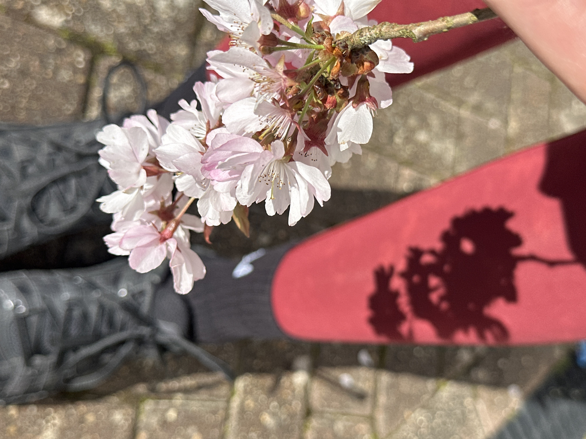 The scene depicts an outdoor setting in Wealden, United Kingdom, under bright sunlight. In the foreground, a light-skinned hand holds a small branch laden with light pink and white cherry blossoms. The blossoms are in sharp focus, showing delicate petals and central stamens. Below and to the right of the blossoms, the lower body of a person is visible, wearing red leggings, black socks, and black athletic shoes with visible laces. A prominent, dark shadow of a tree branch with foliage is cast across the upper right portion of the red leggings. The ground beneath the person's feet is a paved surface, consisting of light-colored, rectangular blocks or flagstones, partially out of focus.