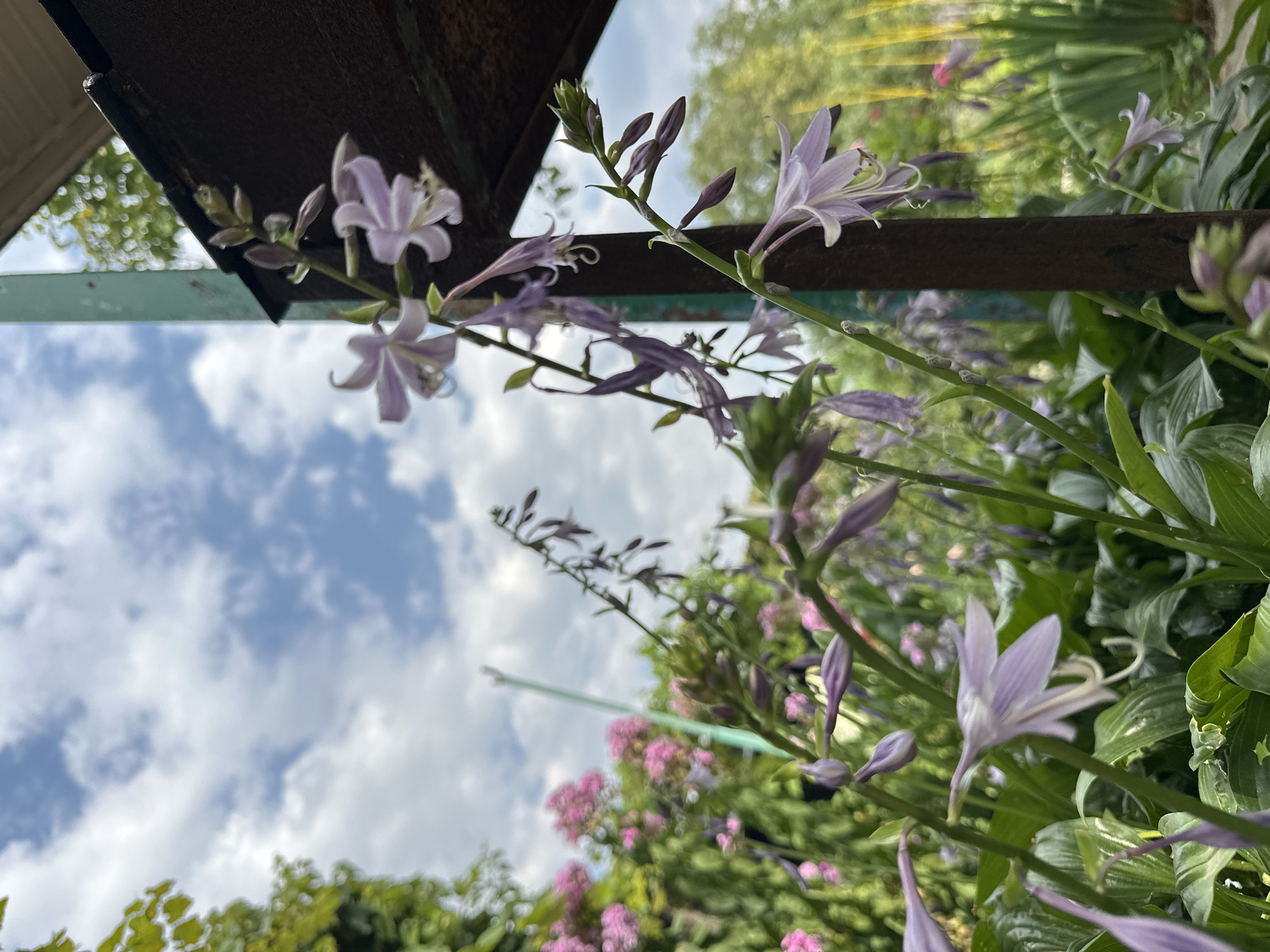 The image shows a close-up view of purple hosta flowers blooming in a garden in Essentuki, Russia. The flowers are delicate and bell-shaped, with some petals unfurling and others still in bud. They hang in clusters from tall green stems, creating a cascading effect. The background is a blur of green foliage and pink flowers, suggesting a lush and vibrant garden setting. Above, a cloudy sky with patches of blue is visible, hinting at a partially sunny day. A dark, weathered wooden structure, possibly a fence or part of a building, is visible on the right side of the frame, providing a contrast to the soft colors of the flowers. The lighting suggests it is daytime, with diffused sunlight.