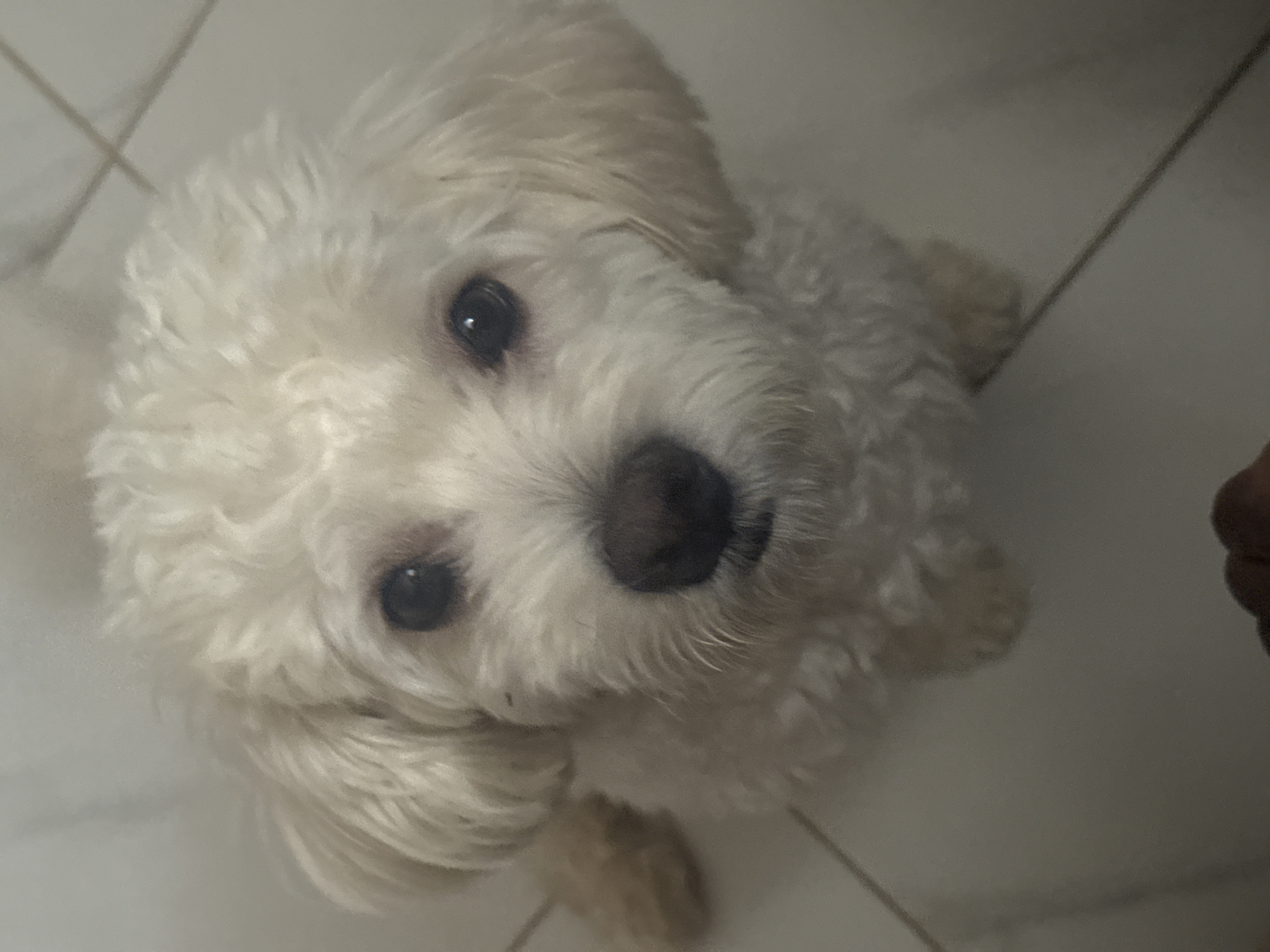 The media file is a close-up, high-angle shot of a small, fluffy white dog. The dog is looking directly at the camera with dark, expressive eyes and a dark nose. Its fur appears soft and slightly curly, with floppy ears. The background consists of light-colored floor tiles with visible grout lines, suggesting an indoor setting. The lighting is dim, casting subtle shadows and creating a slightly muted color palette. The overall impression is one of intimacy and focus on the subject's face. There are no people, text, or discernible environmental cues to indicate the time of day, weather, or specific location beyond it being indoors. The dog's gaze could be interpreted as curious or attentive.