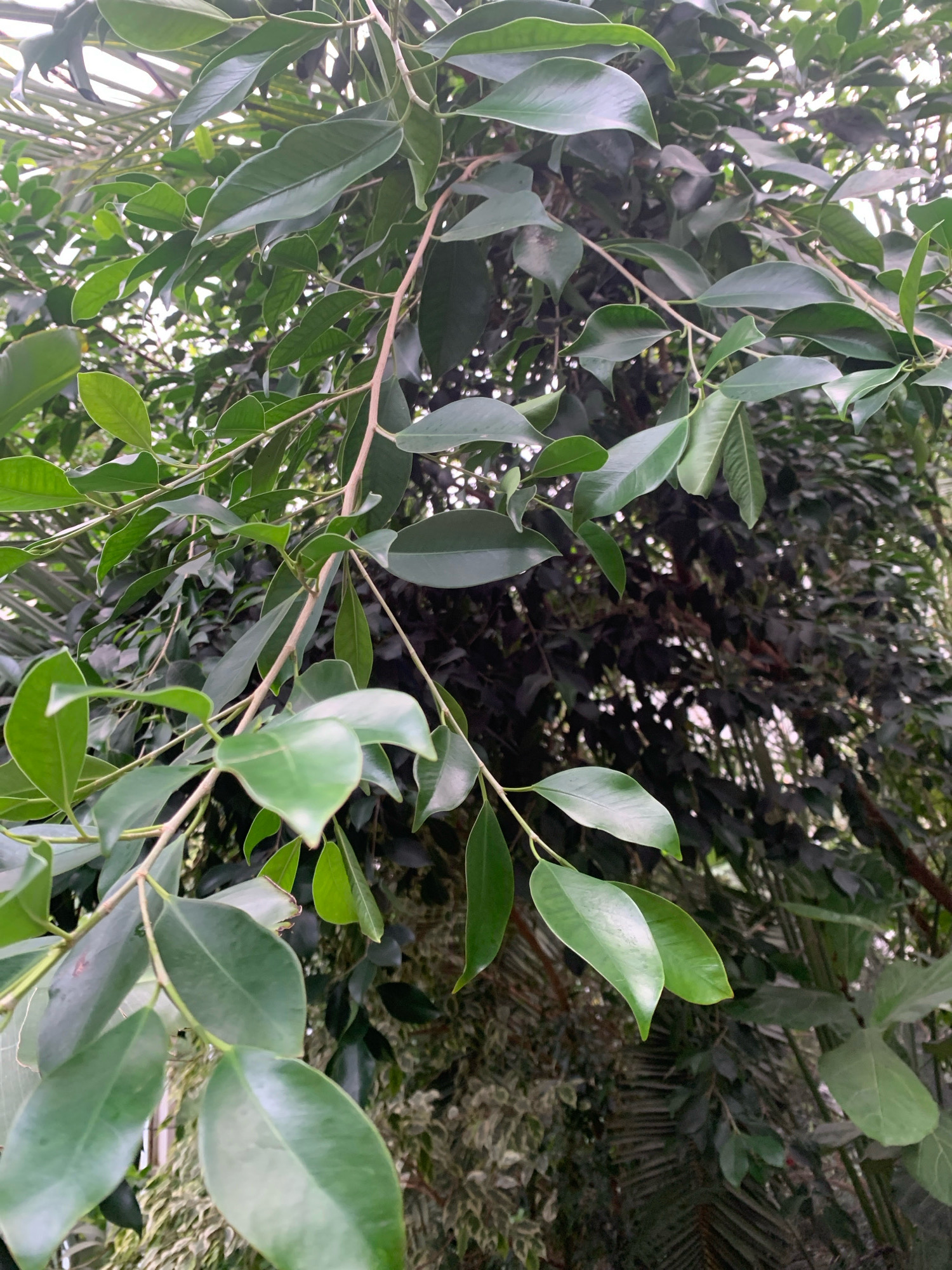 This is a close-up, eye-level, outdoor, natural light, eye-level photograph of a tree with lush green leaves and thin branches. The leaves are ovate, glossy, and a vibrant shade of green, some appearing slightly lighter green in the sunlight. The branches are slender and light brown, with some appearing to arch downwards. In the background, the foliage is dense and darker green, with some areas of lighter green and white variegation visible on other plants. The overall impression is one of abundant plant life, possibly in a garden or park setting. There is no information to suggest this image is located in Lviv, Ukraine.