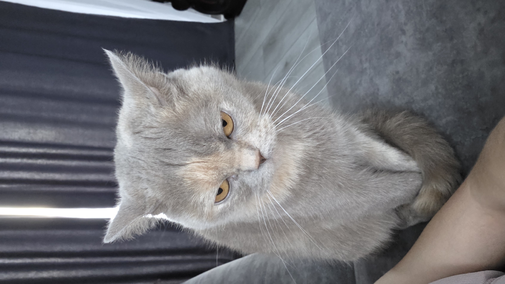 This media file is a photograph of a light gray British Shorthair cat. The cat has amber eyes, prominent white whiskers, and slightly pointed ears. Its fur is a uniform light gray with subtle peachy undertones on its face. The cat is lying down, with its paws tucked underneath its body, and appears to be looking towards the viewer with a calm and slightly curious expression.
The background is mostly a textured gray surface, likely a sofa or couch. To the left of the cat, there is a dark, horizontally striped object, possibly blinds or a curtain, with a bright horizontal light source visible behind it, suggesting natural light. To the right of the cat, a portion of a person's arm and shoulder are visible, with fair skin.
The overall lighting suggests it might be daytime, with natural light coming from the left. The setting appears to be indoors, in a domestic environment, in Bulgakovo, Russia. There is no visible text in the image. The cat is the sole subject, and no specific activity is taking place other than resting. The mood is relaxed and peaceful.