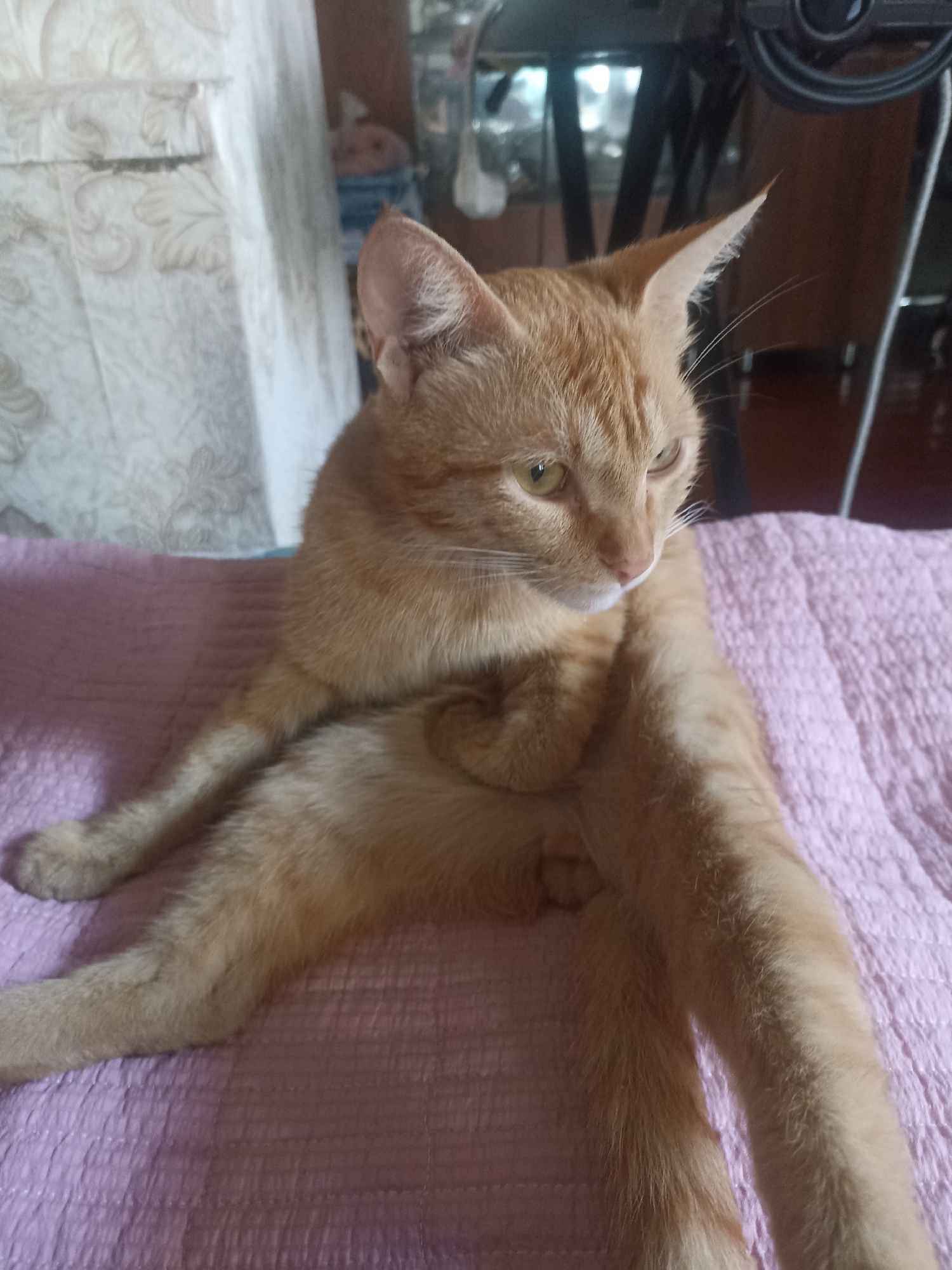 An orange tabby cat is lying on its side on a pink blanket. The cat's body is facing the left, and its head is turned to the right, looking away from the camera. The cat's paws are tucked in, and its tail is curled around its body. The background is out of focus, but it appears to be an indoor setting with furniture and a patterned wall covering. There are no people visible in the image. This image was taken in Osh City, Kyrgyzstan.