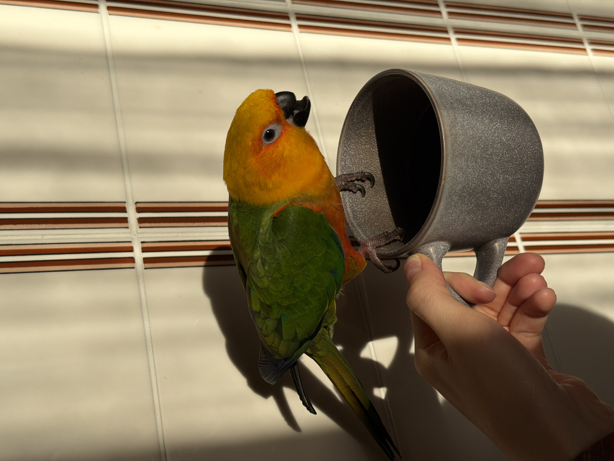 A conure, with vibrant green, yellow, and orange plumage, clings to the handle of a gray mug, its black beak slightly open. The parrot is positioned upside down, its talons gripping the textured surface of the mug's handle. A human hand, casting a long shadow, holds the mug, its fingers wrapped around the handle. The background features a tiled wall with horizontal brown and white stripes. Sunlight streams in, creating distinct shadows on the wall, suggesting it is daytime. The scene appears to be indoors, possibly near a window. There is no visible text in the image. The overall impression is of a playful interaction between a pet bird and its owner.