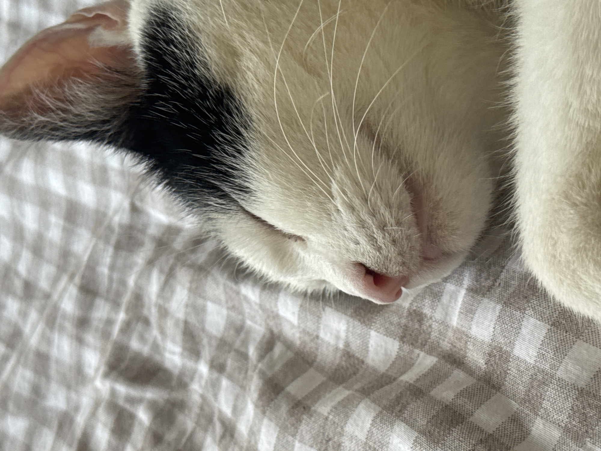 The image shows a close-up, side profile of a black and white cat sleeping on a grey and white checkered blanket. The cat's eyes are closed, and its nose is pink and slightly upturned. Its whiskers are long and white. The blanket is textured with a subtle weave pattern. The scene is indoors, suggesting a domestic setting. There are no people or other animals visible. The image does not provide any information about its location within the city of London, United Kingdom.