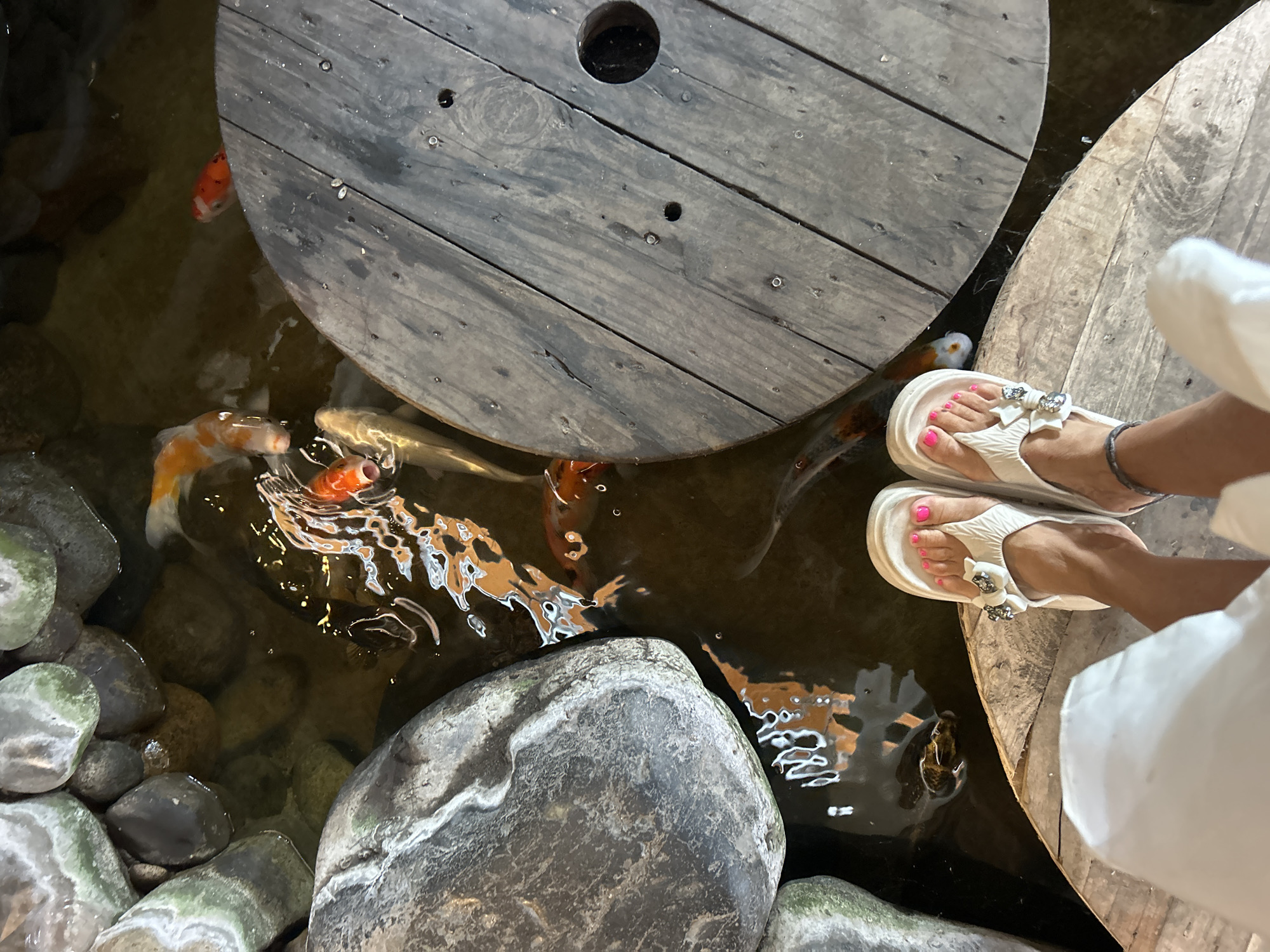 The image presents a top-down view of a tranquil water feature, likely a koi pond, located in Bắc Nha Trang, Vietnam. The scene is dominated by several large, colorful koi fish swimming in dark, clear water. The fish display various patterns and hues, including vibrant orange, white, and darker gold or black markings.
In the upper right quadrant, a person's feet are visible, wearing white, platform-style sandals adorned with a decorative bow on the straps. The toenails are painted a bright pink. The feet are positioned near the edge of a circular, weathered wooden platform, resembling a large cable spool, which extends into the water. Another similar wooden structure is partially visible in the upper left.
The pond's edges and bottom are lined with smooth, rounded rocks, some exhibiting greenish patches, suggesting moss or algae. Ripples and reflections are visible on the water's surface, particularly around the swimming fish. The lighting is soft and diffused, indicating an indoor setting or a shaded outdoor area. No specific time of day or weather conditions are discernible, and there is no visible text in the image. The overall impression is one of calm observation of the aquatic life.